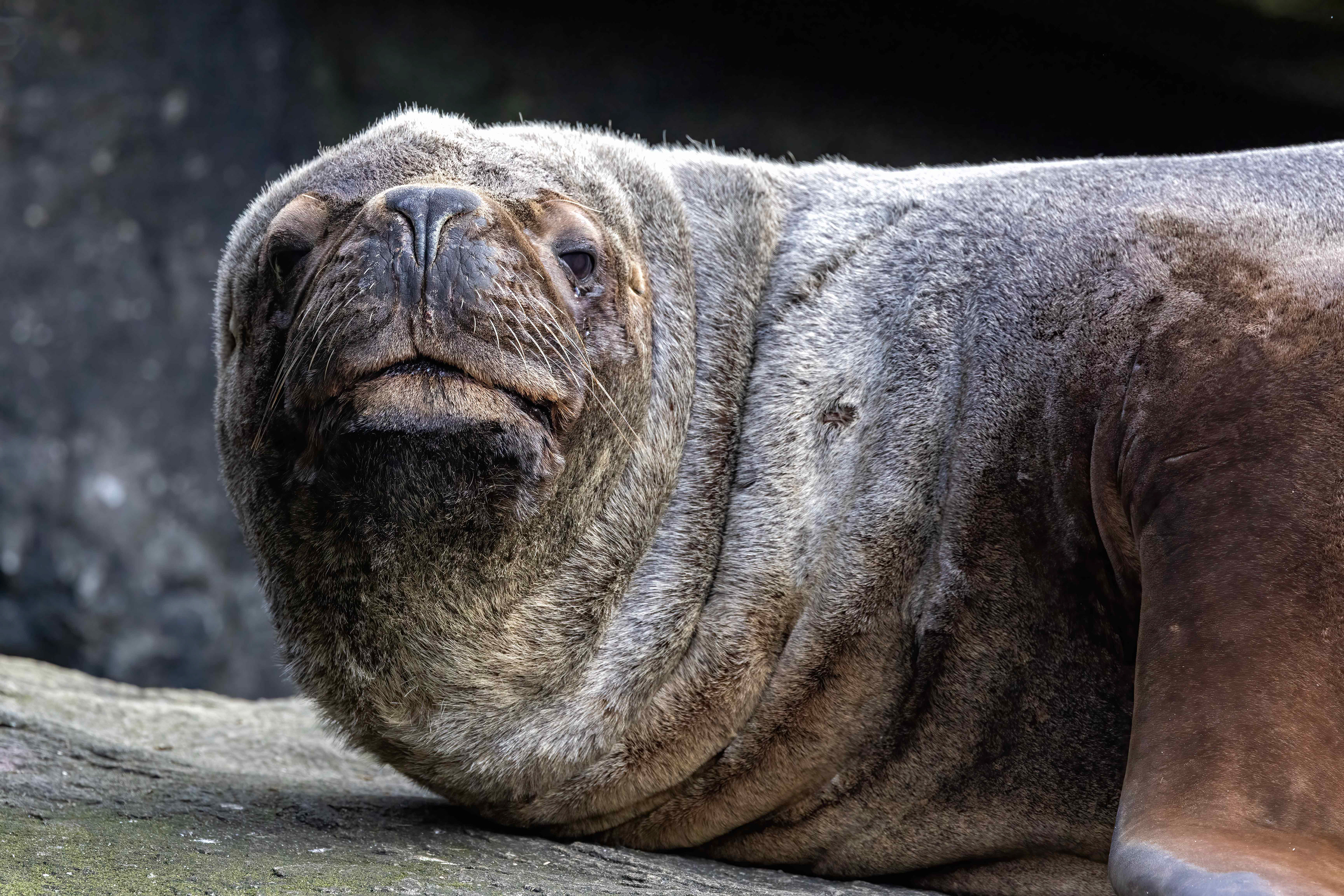 Southern Sealion - Falklands - RM