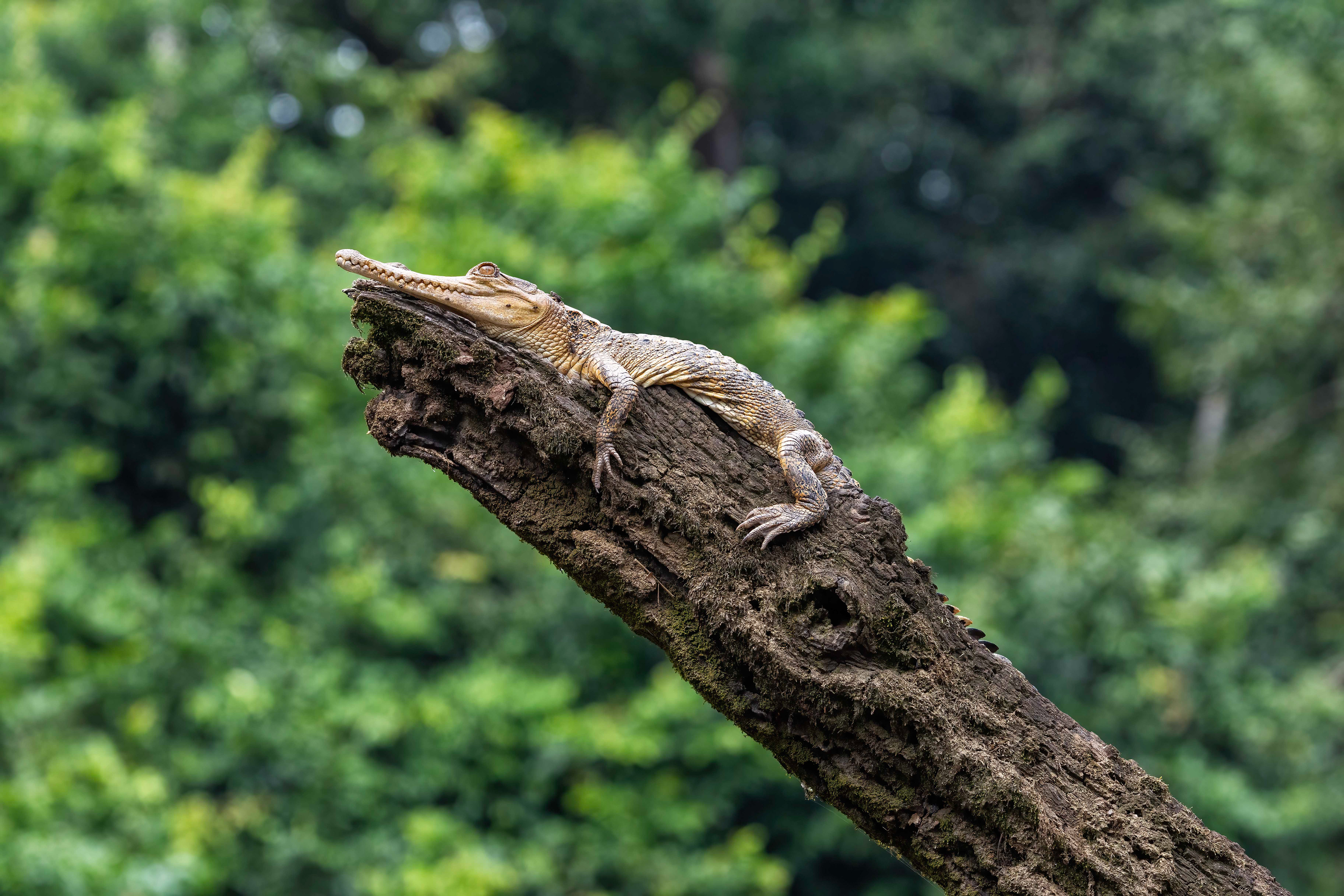 Snout-nosed Crocodile on the Mambili River - Odzala, Republic of Congo