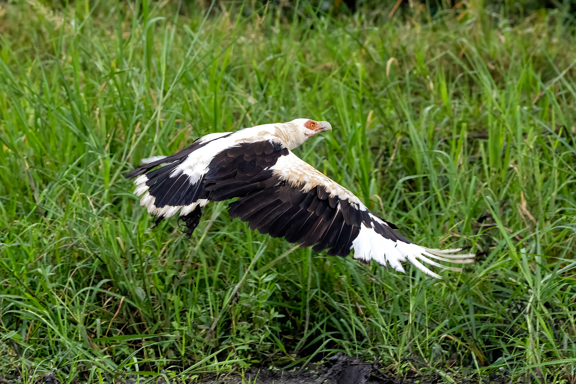 Palm-nut Vulture - Queen Elizabeth National Park, Uganda - RM