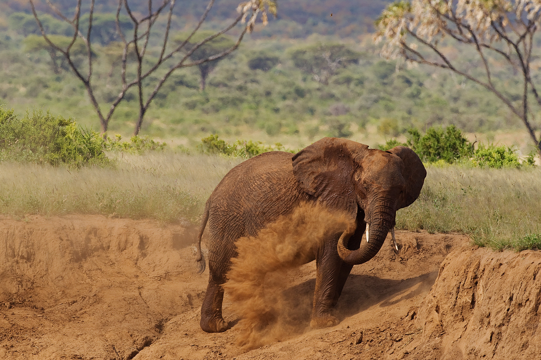 Elephant dust bathing - Samburu