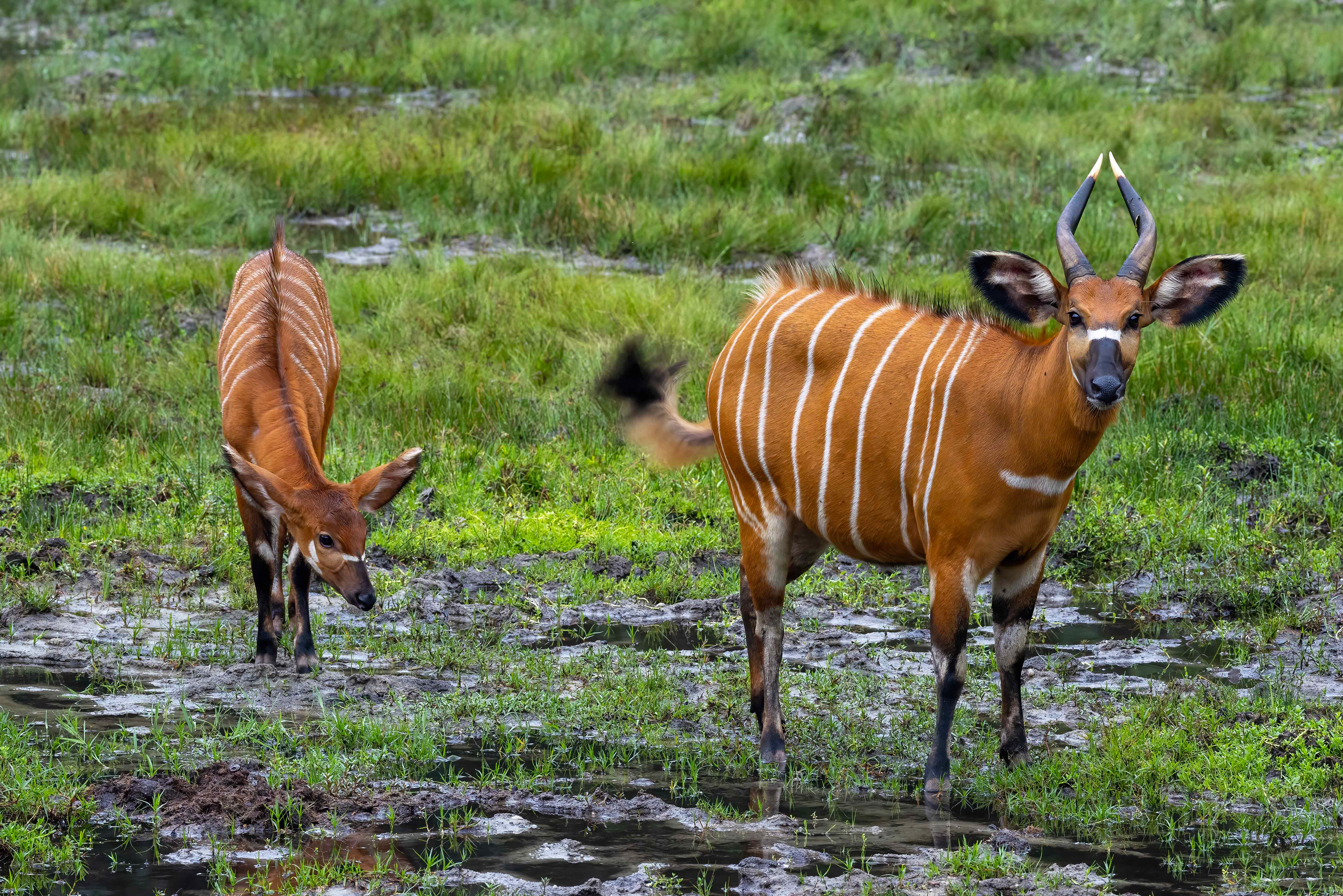 Bongo mother & calf - Odzala, Republic of Congo