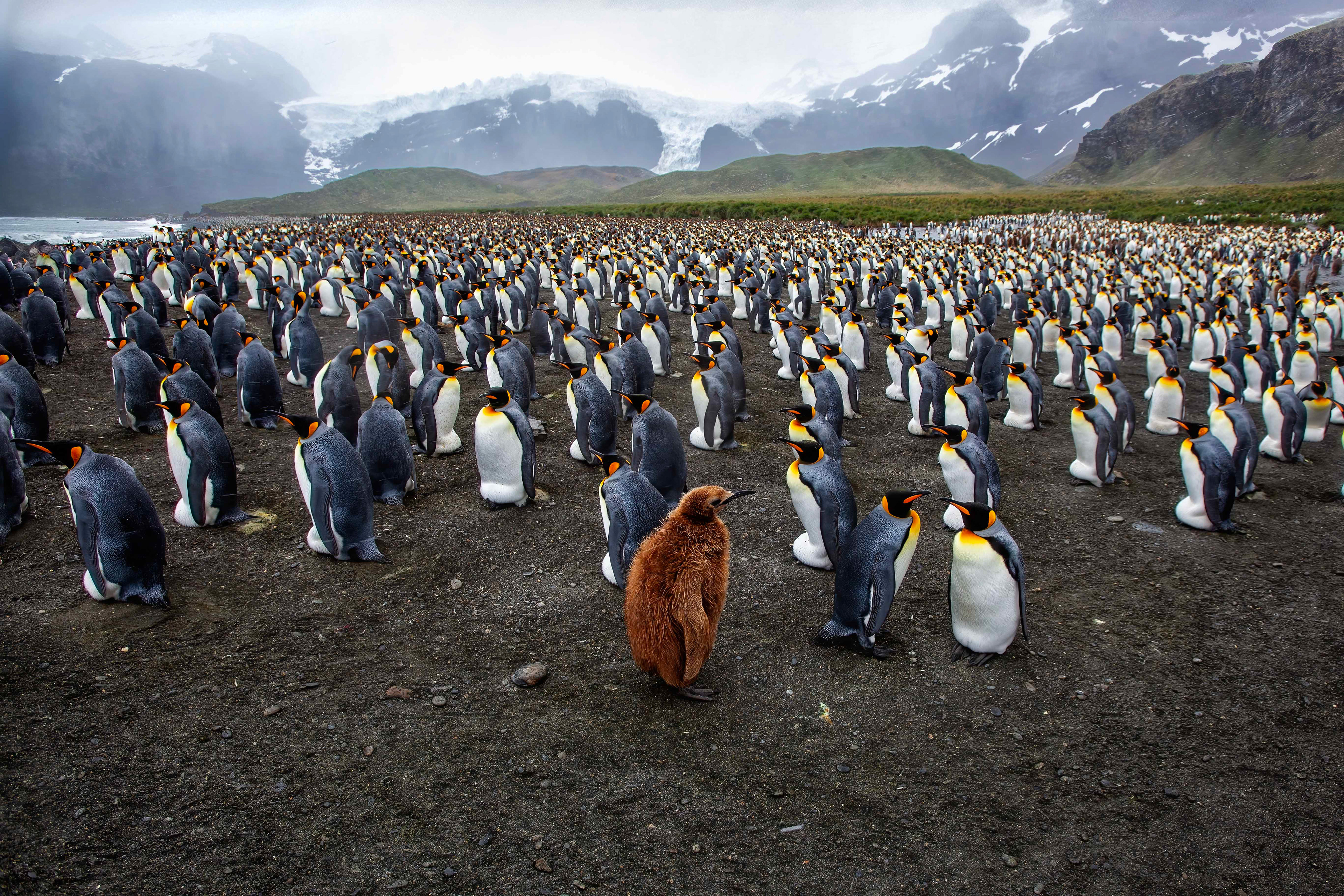 King Penguin colony - Gold Harbour, South Georgia