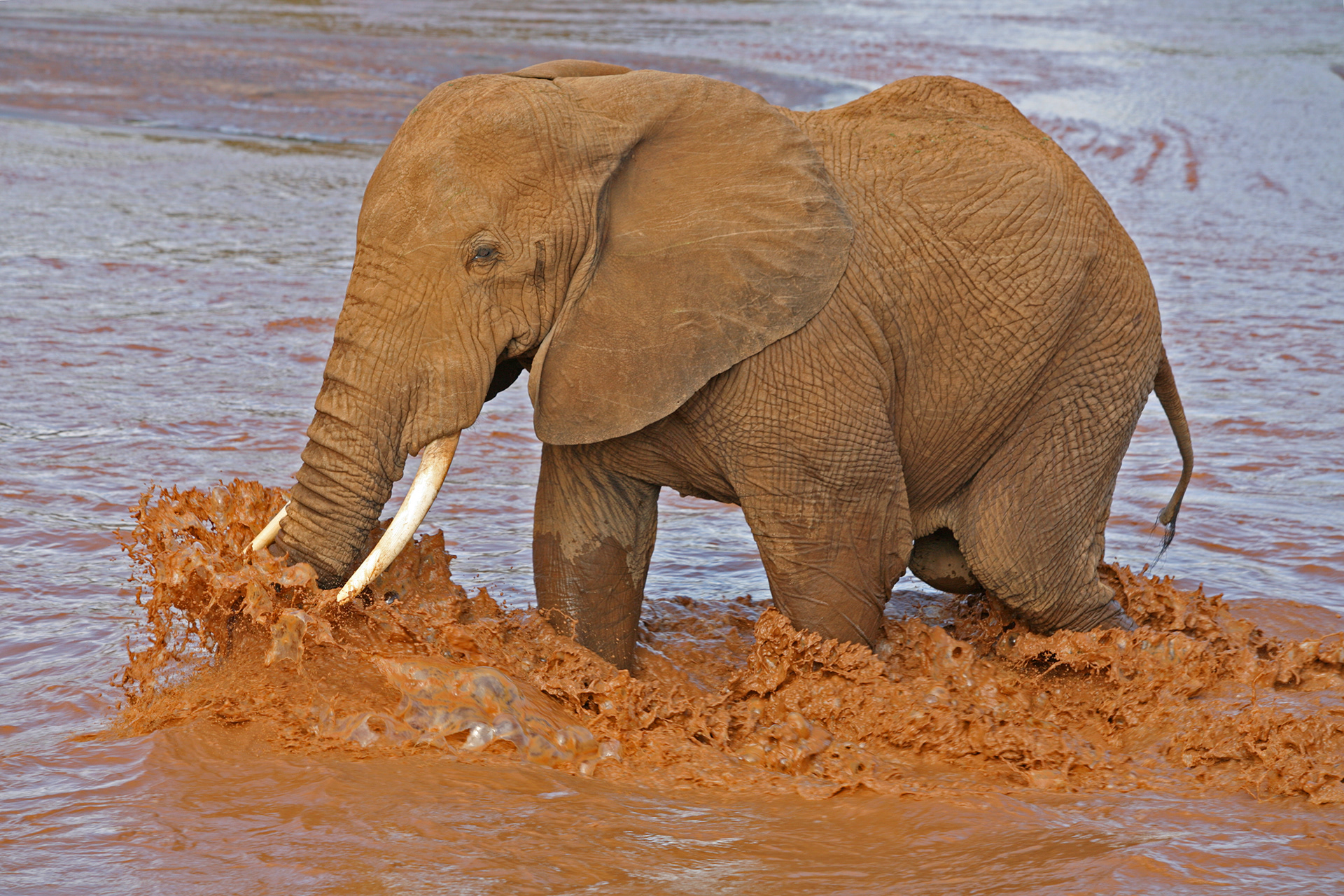 Bull Elephant crossing the Ewaso Nyiro River - Samburu