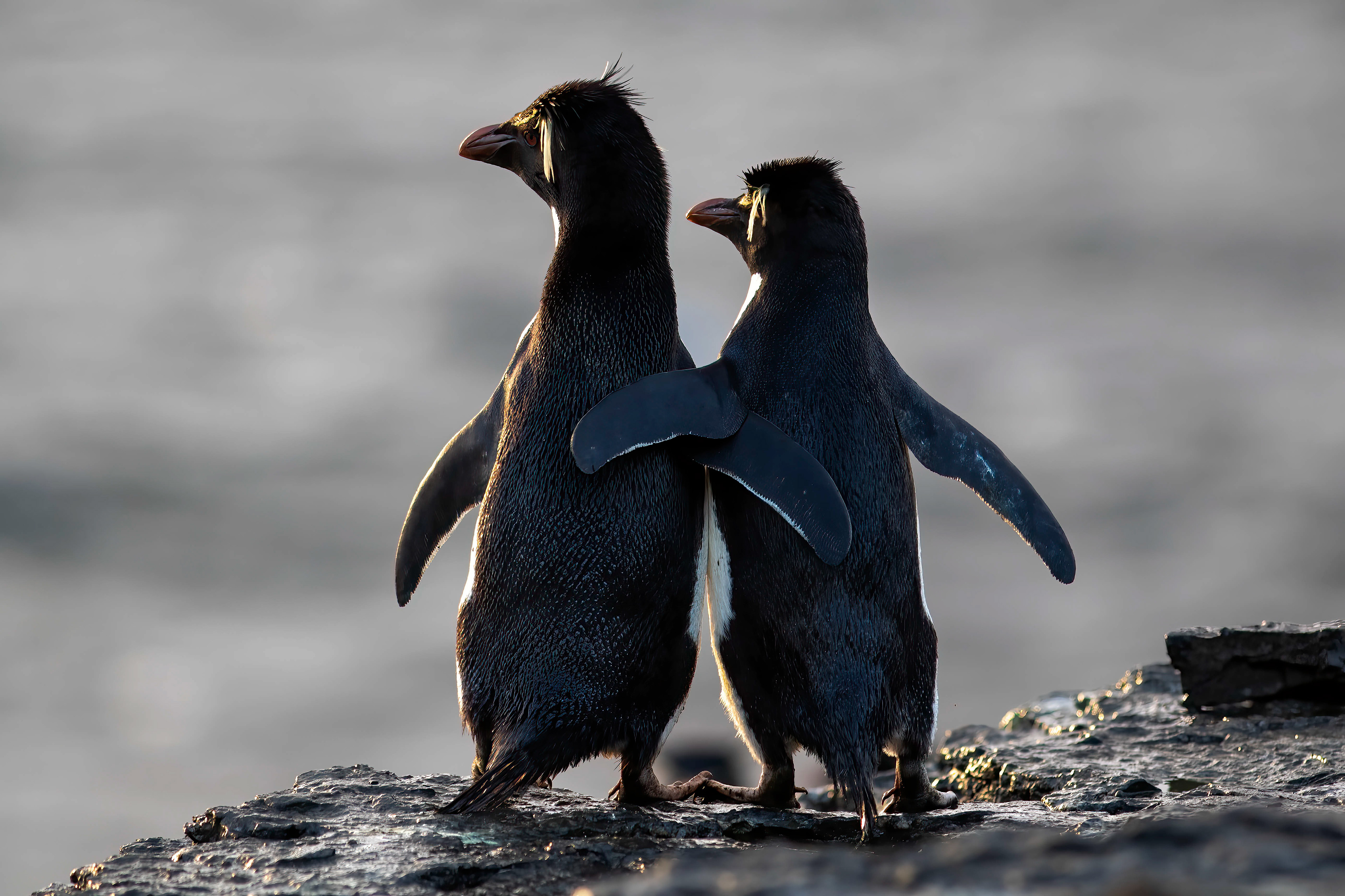 Rockhopper Penguins at sunrise - Falklands - RM
