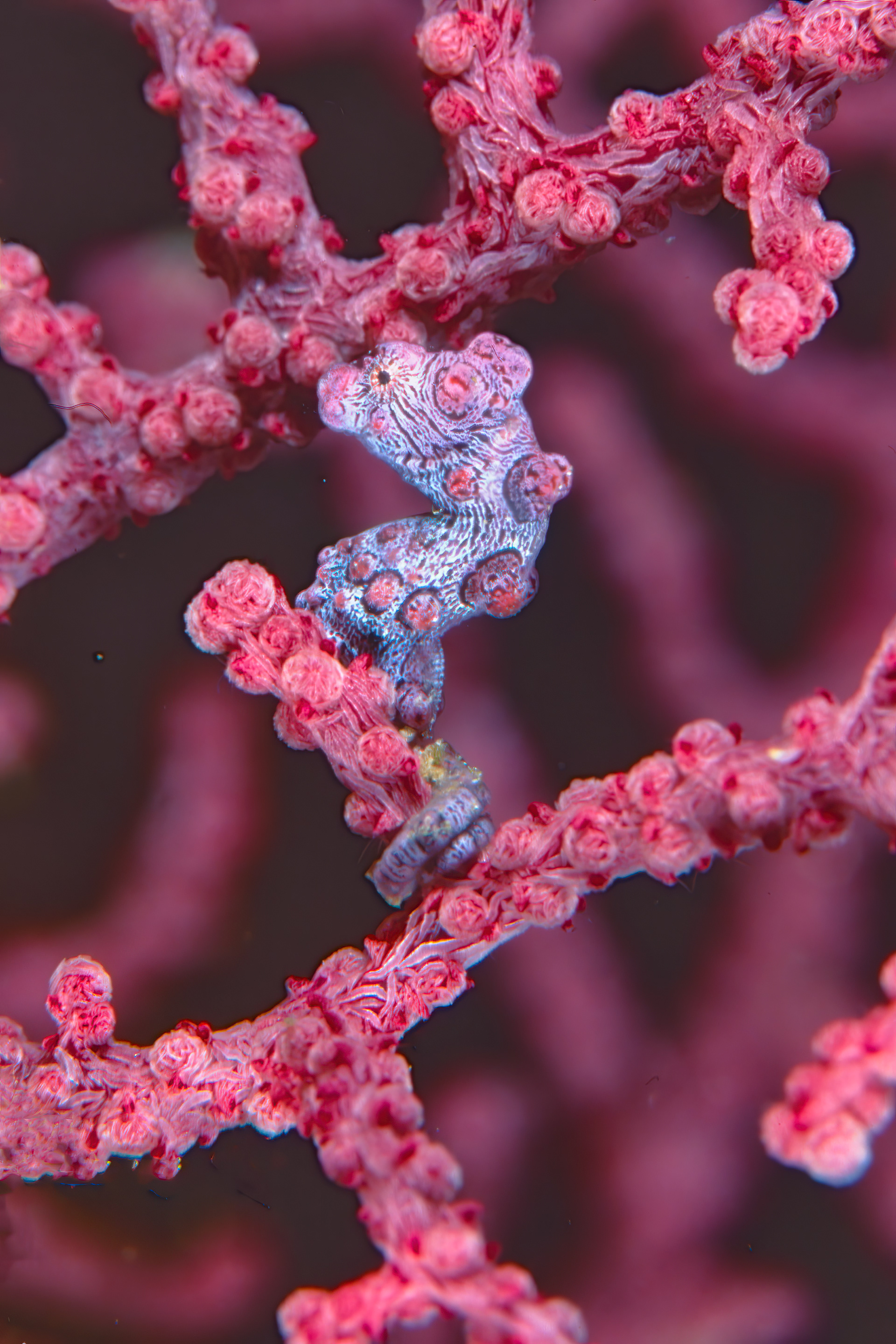 Pigmy Seahorse - Papua New Guinea