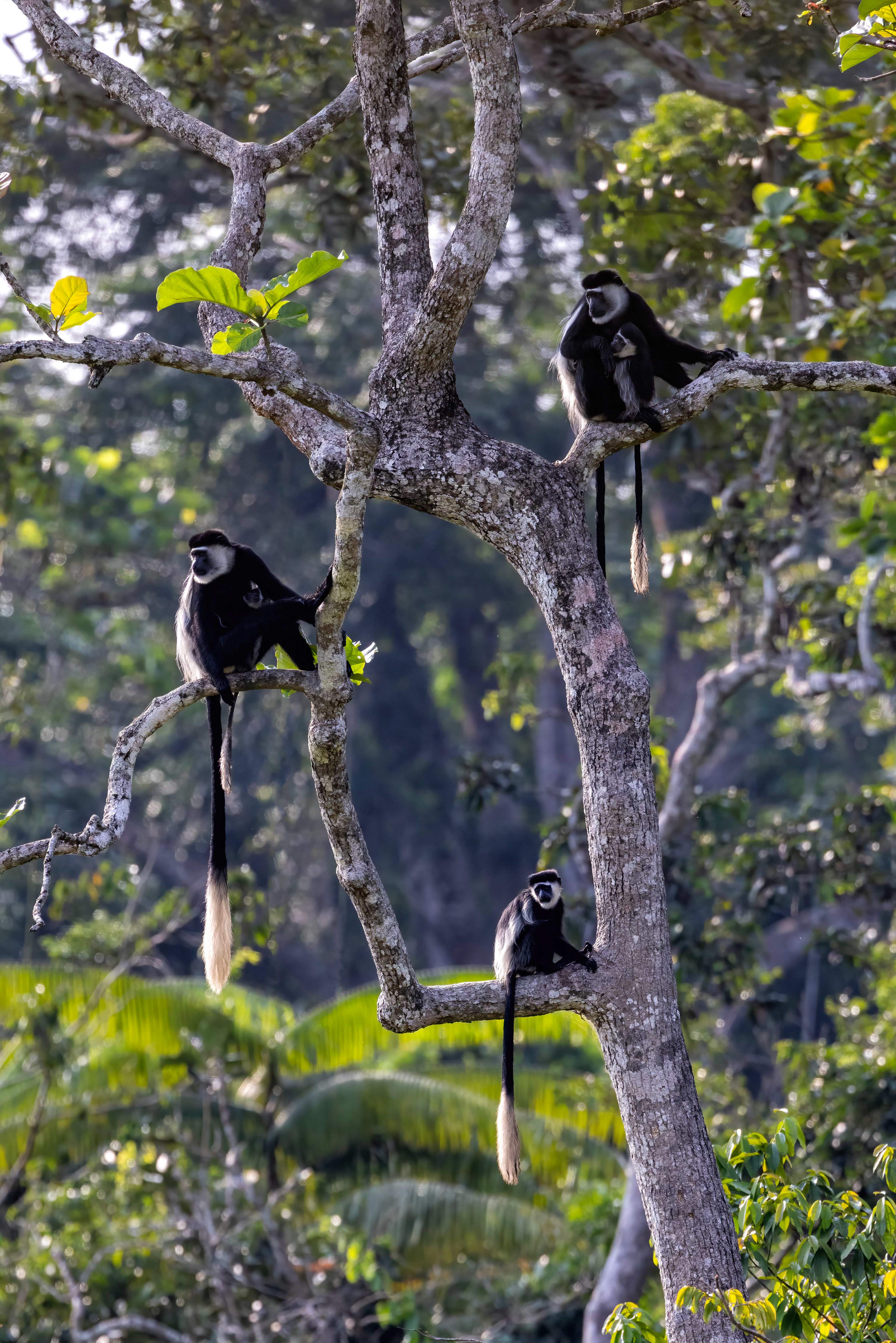 Black & White Colobus troop - Odzala, Republic of Congo - RM