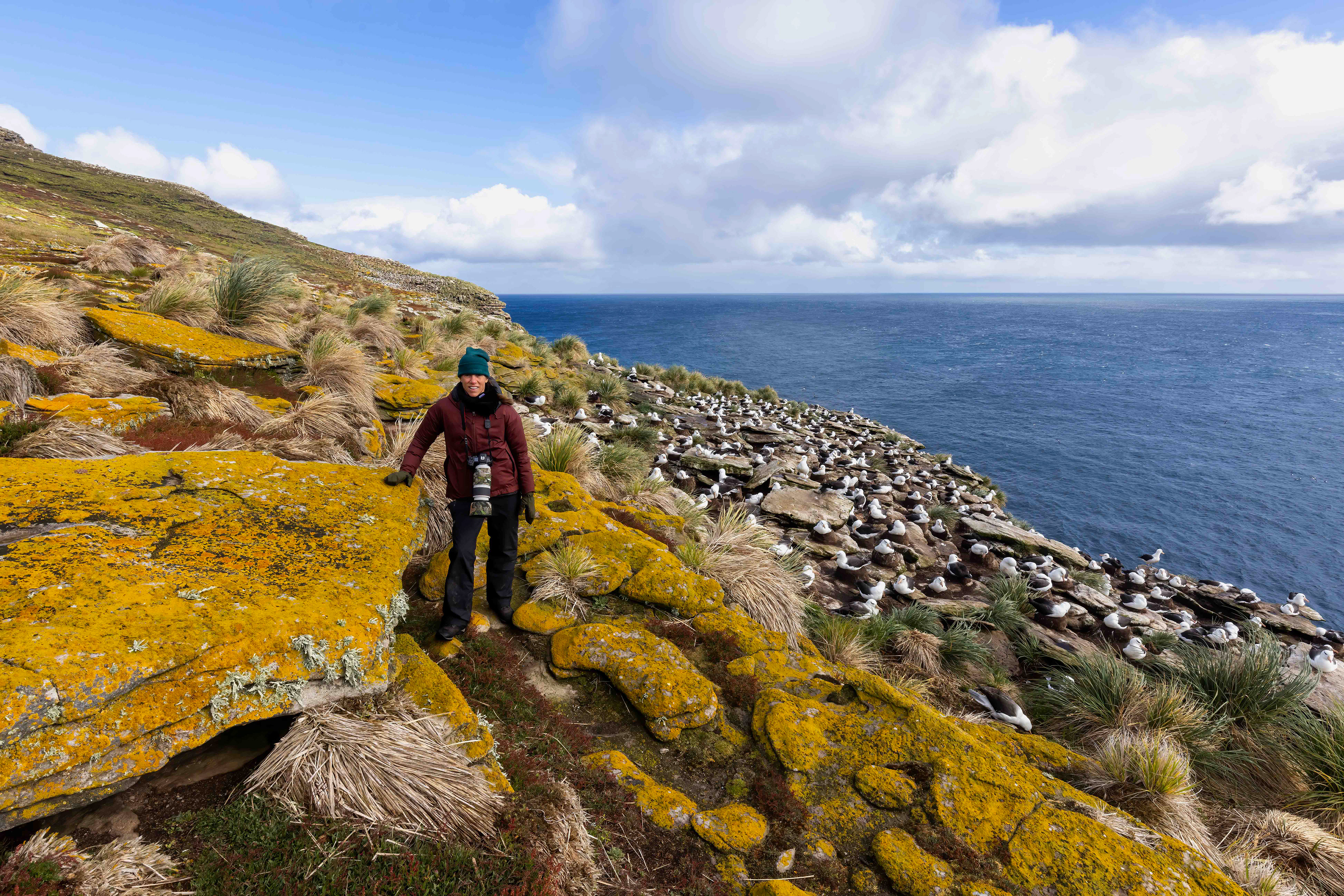 Robin near the large Black-browed Albatross colony at North Bluff on New Island - Falklands
