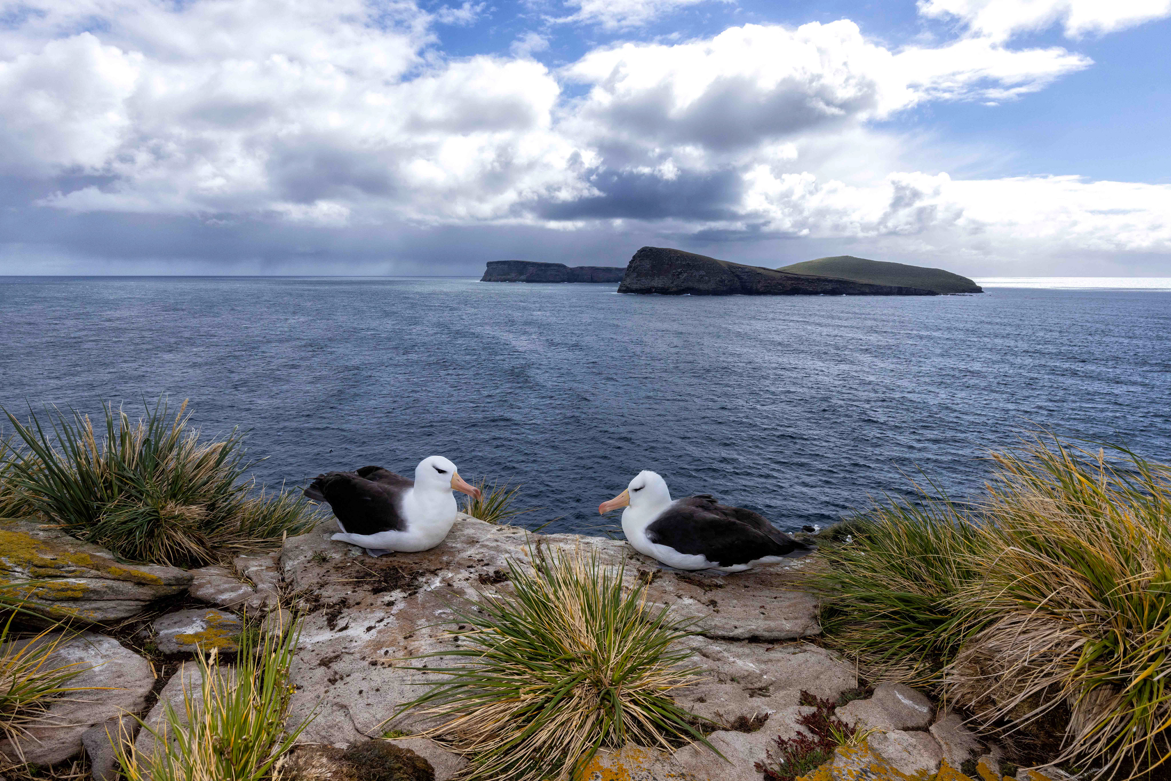 Black-browed Albatross courting - Falklands