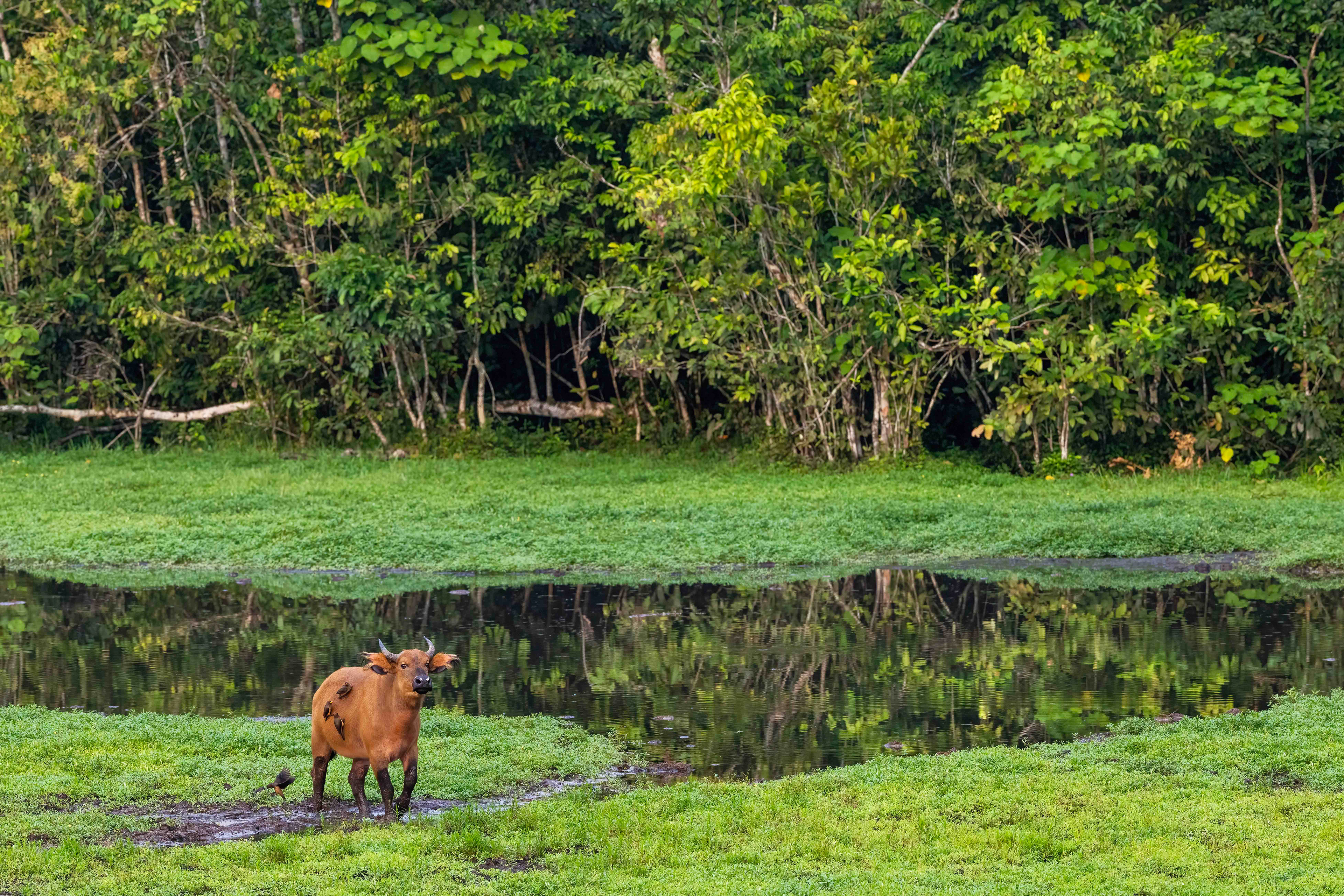 Forest Buffalo at Moba Pool - Odzala, Republic of Congo