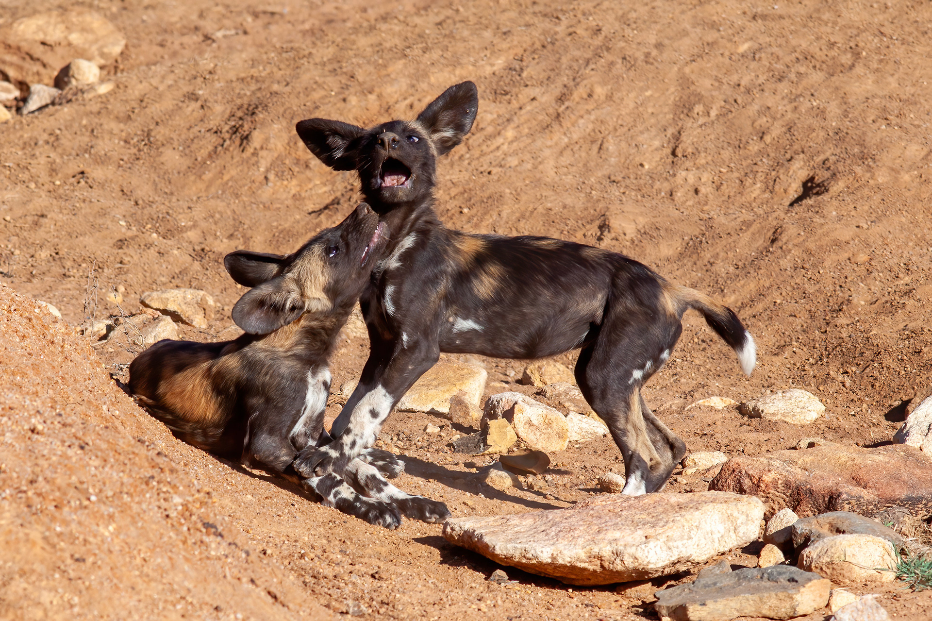 African Wild Dog pups playing - RM
