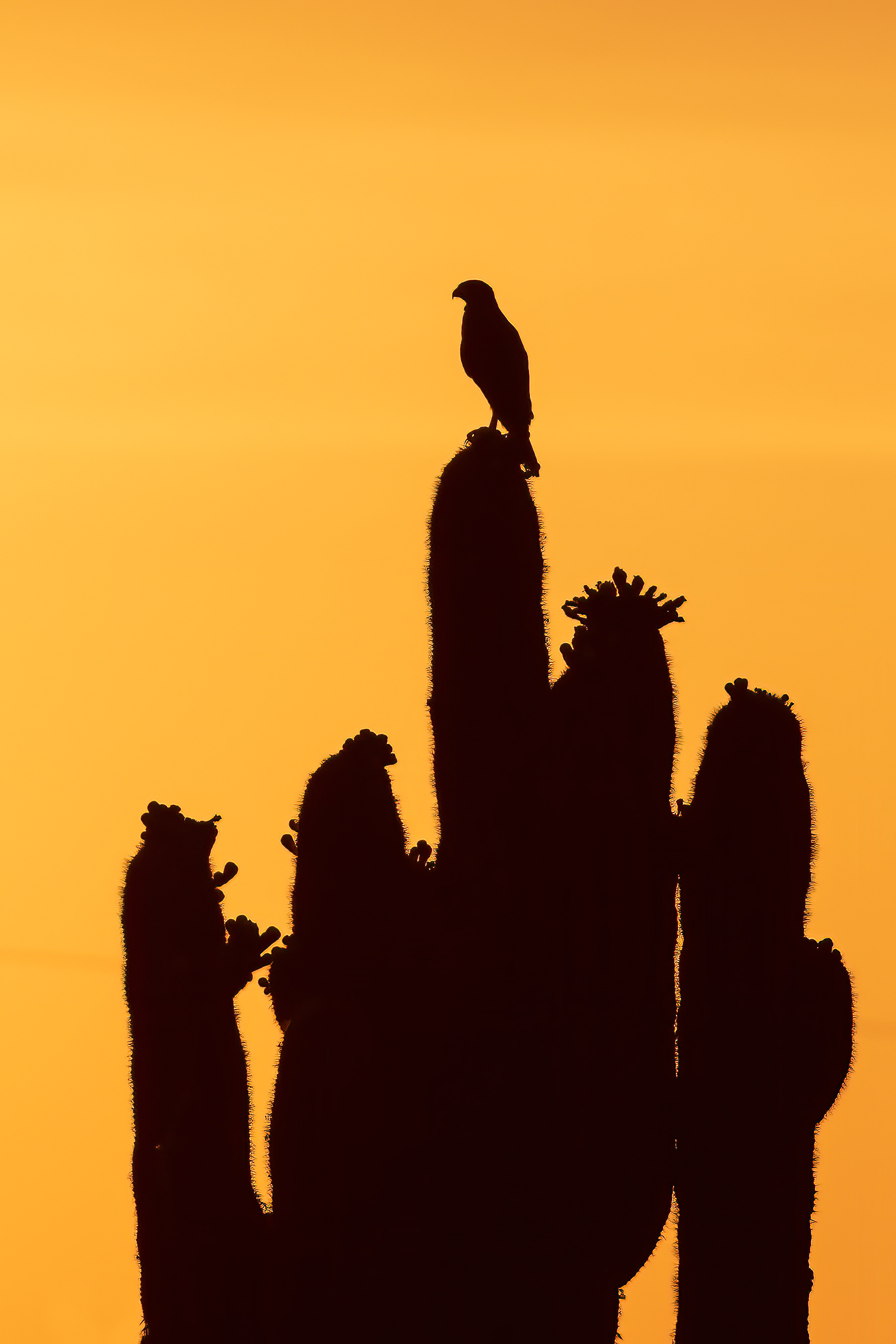 Harris Hawk at dusk - RM