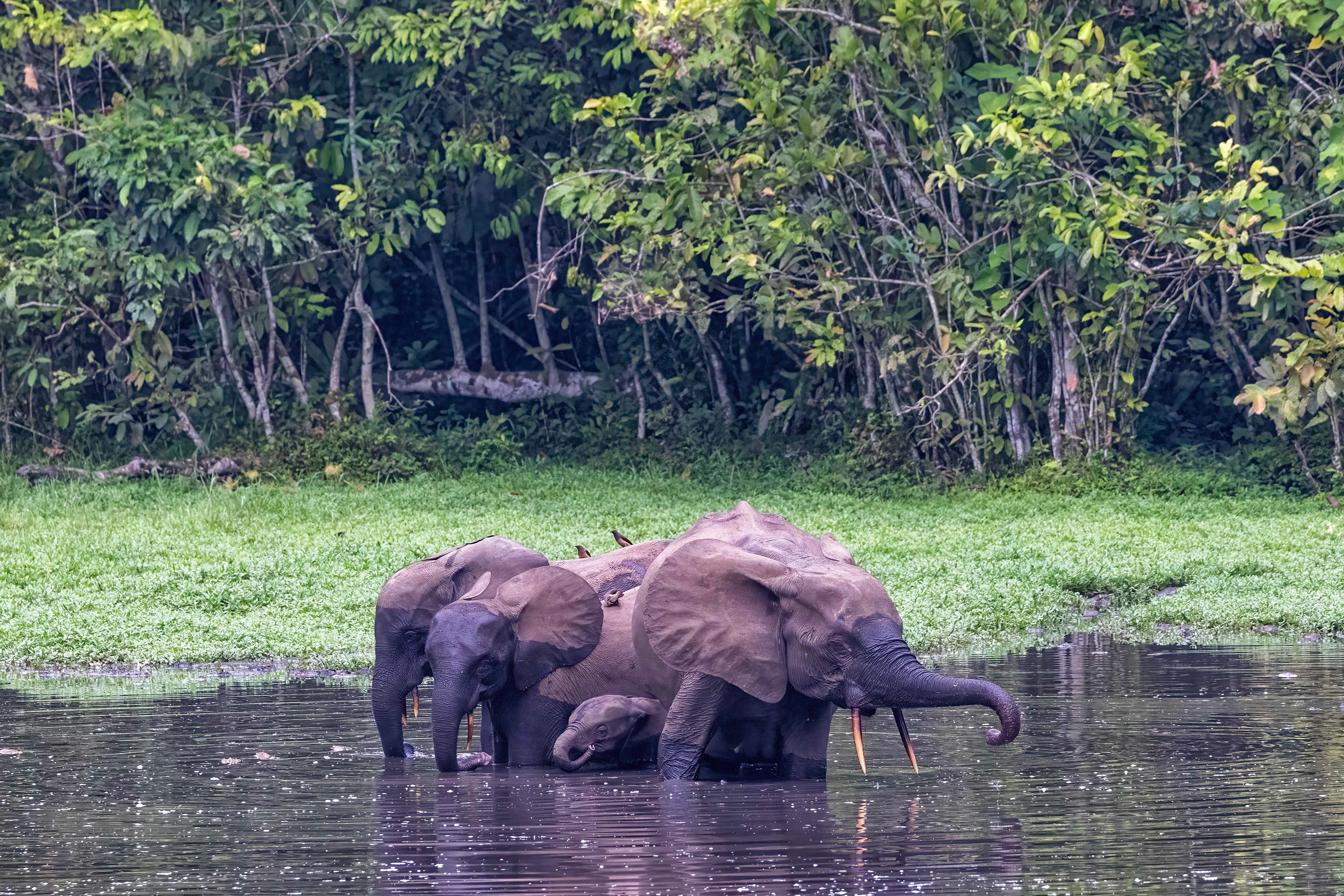 African Forest Elephants enjoying the mineral-rich waters of the bai - Odzala, Republic of Congo-RM