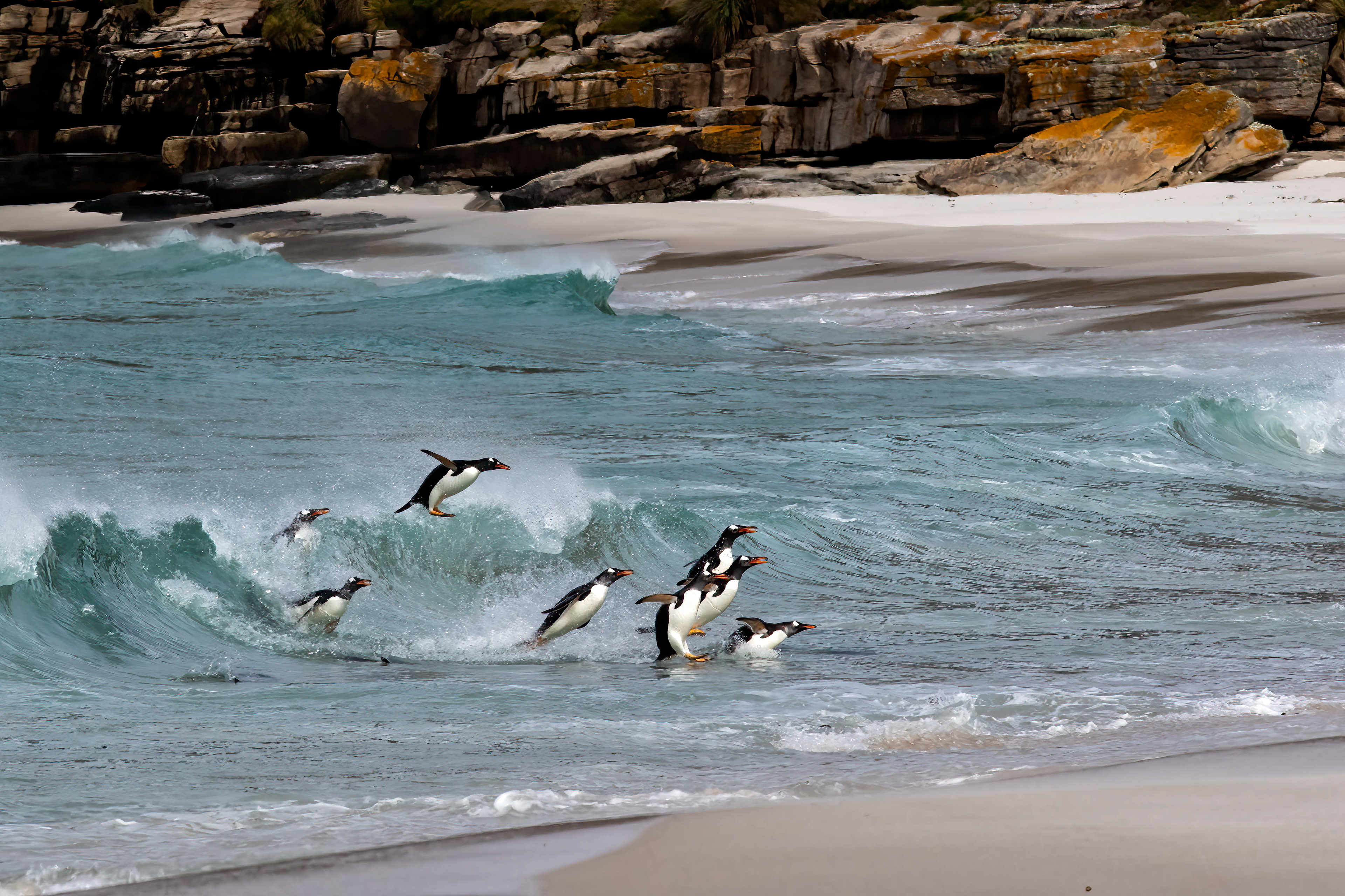 Gentoo Penguins surfing in - Falklands - RM