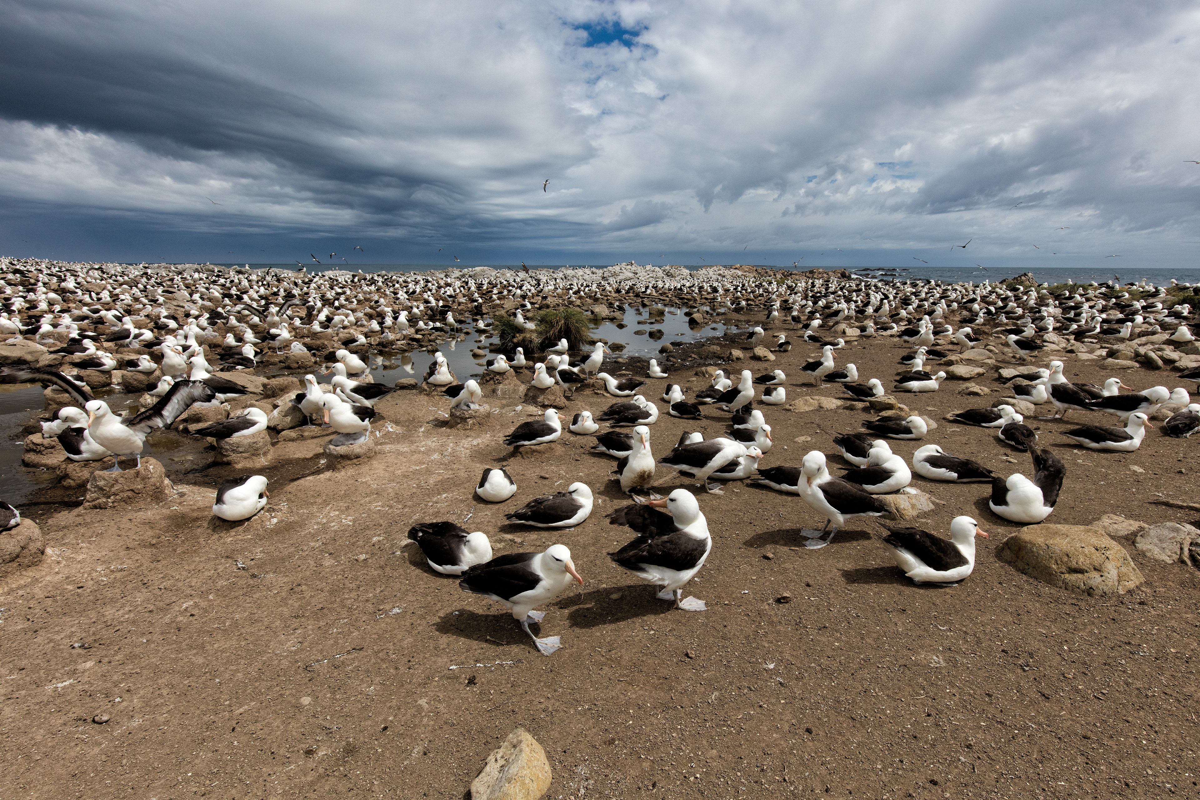 Black-browed Albatross colony - Falklands