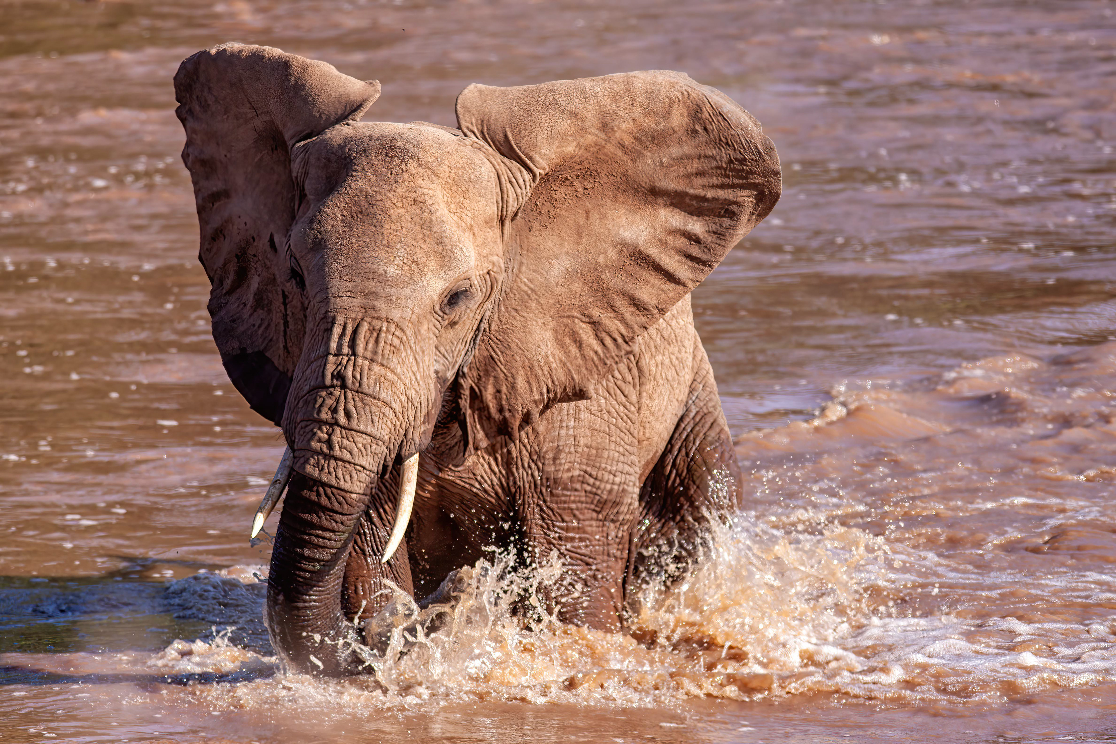 A young African Elephant enjoying the Ewes Nyiro River - Samburu - RM