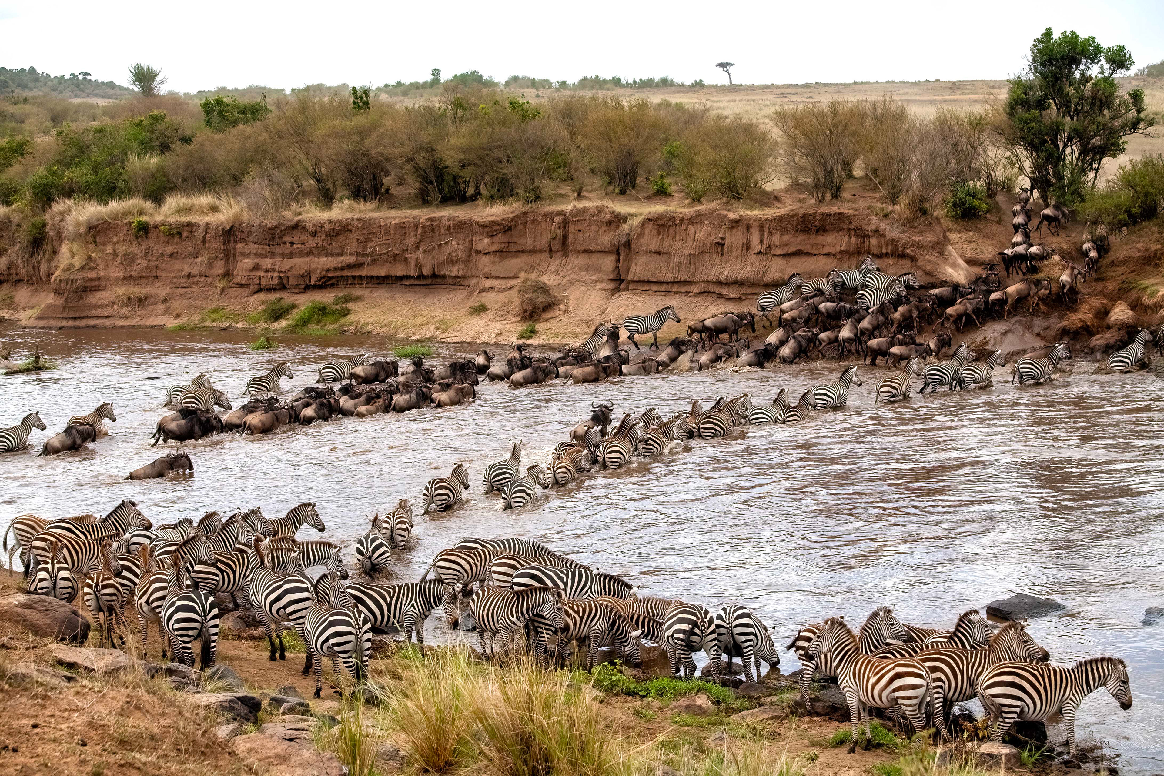 The Migration - crossing the Mara River - Kenya