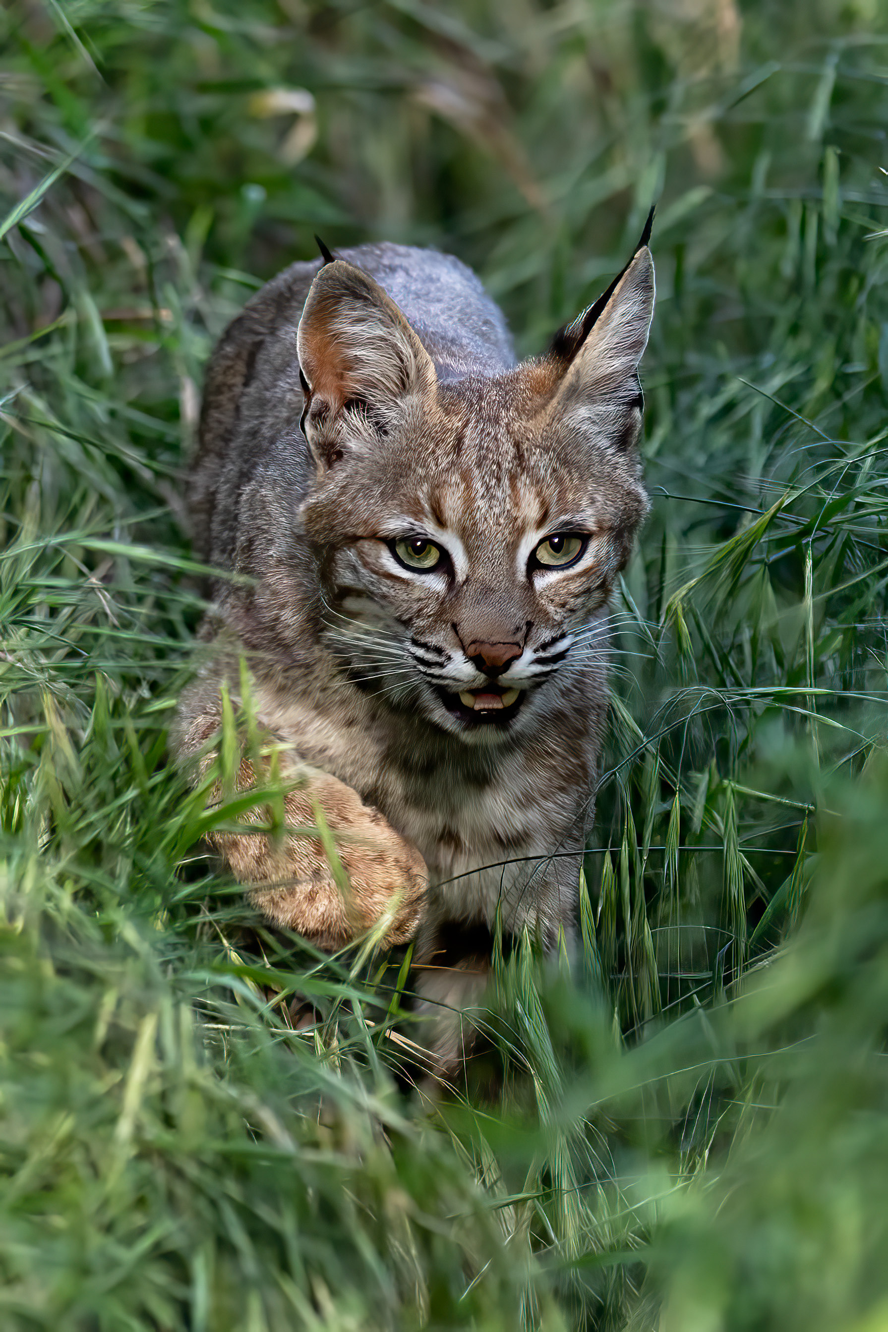 Female Bobcat - RM