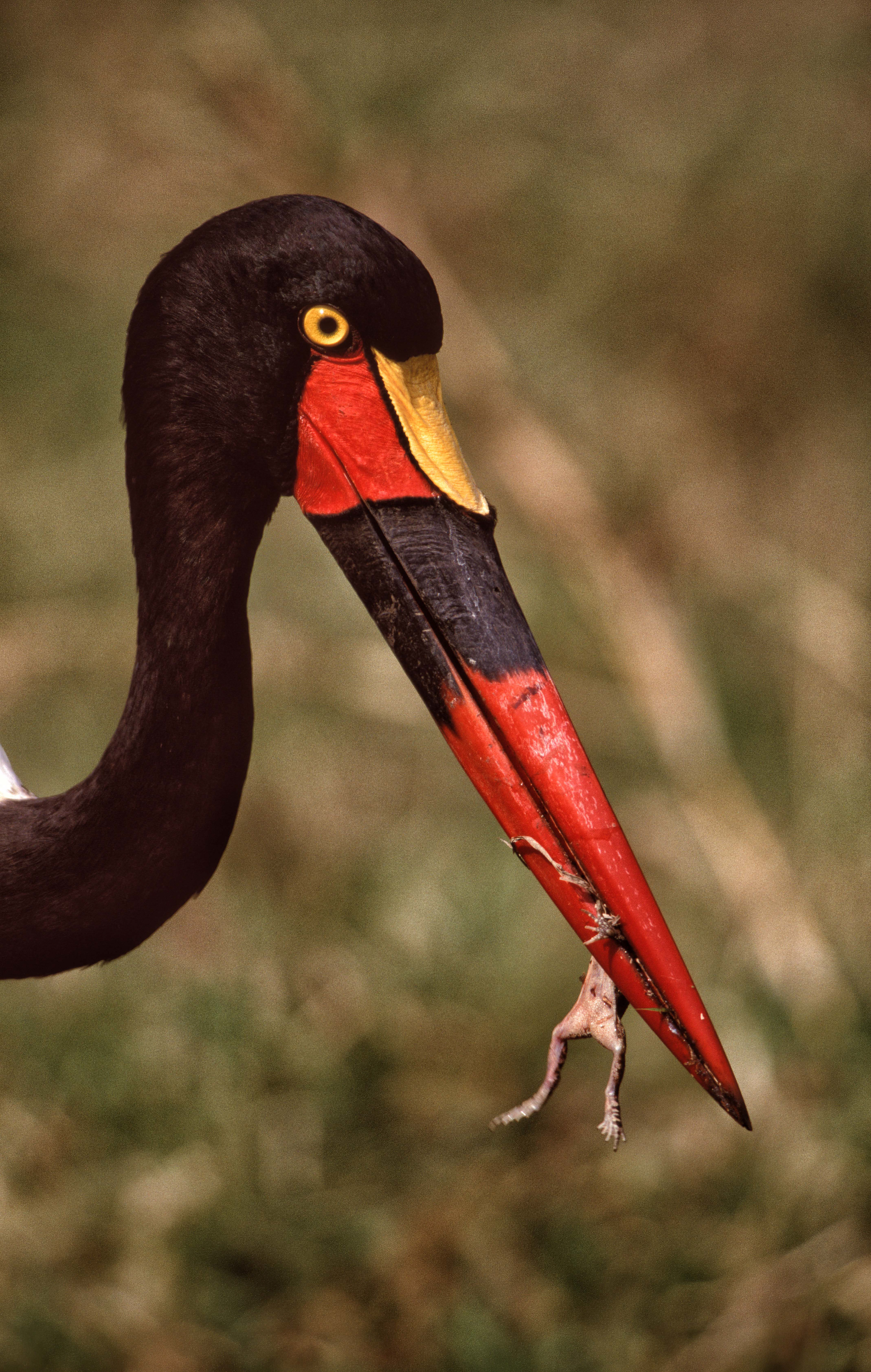 Saddle-bill Stork - Masai Mara