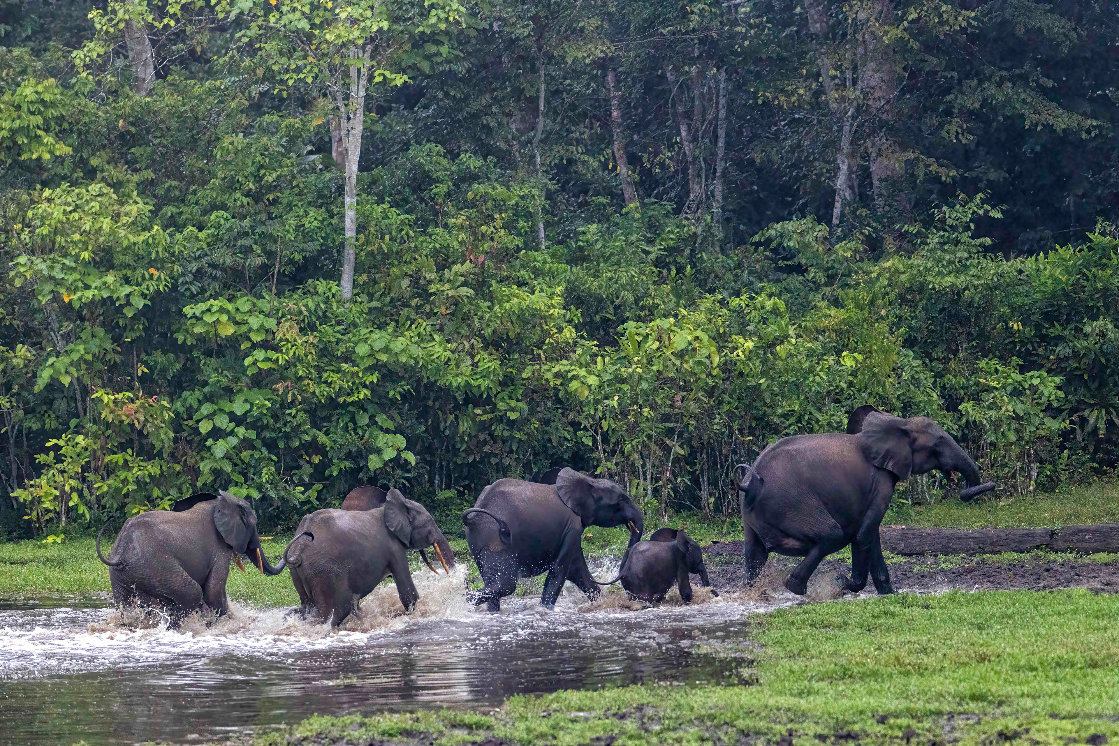 Forest Elephant family spooked by our scent - Odzala, Republic of Congo