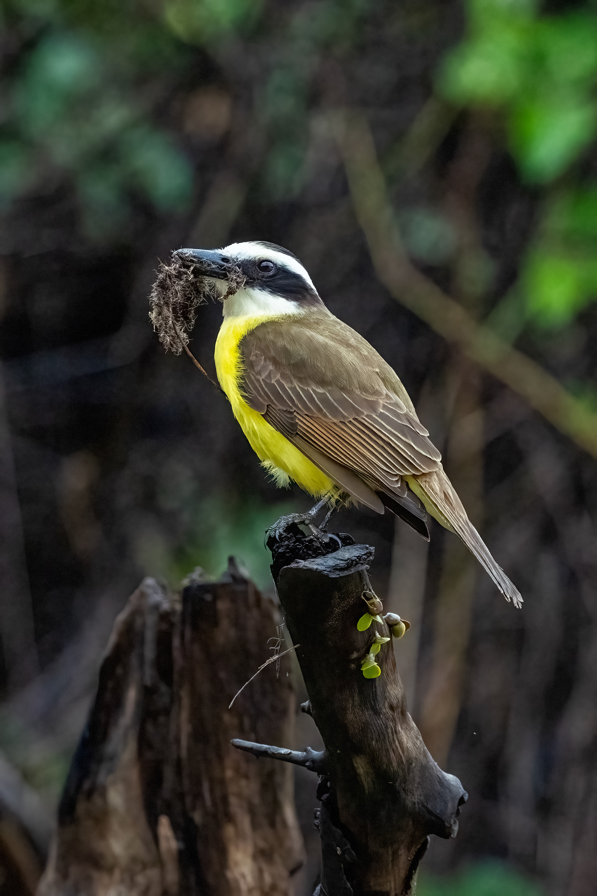 Rusty-margined Flycatcher