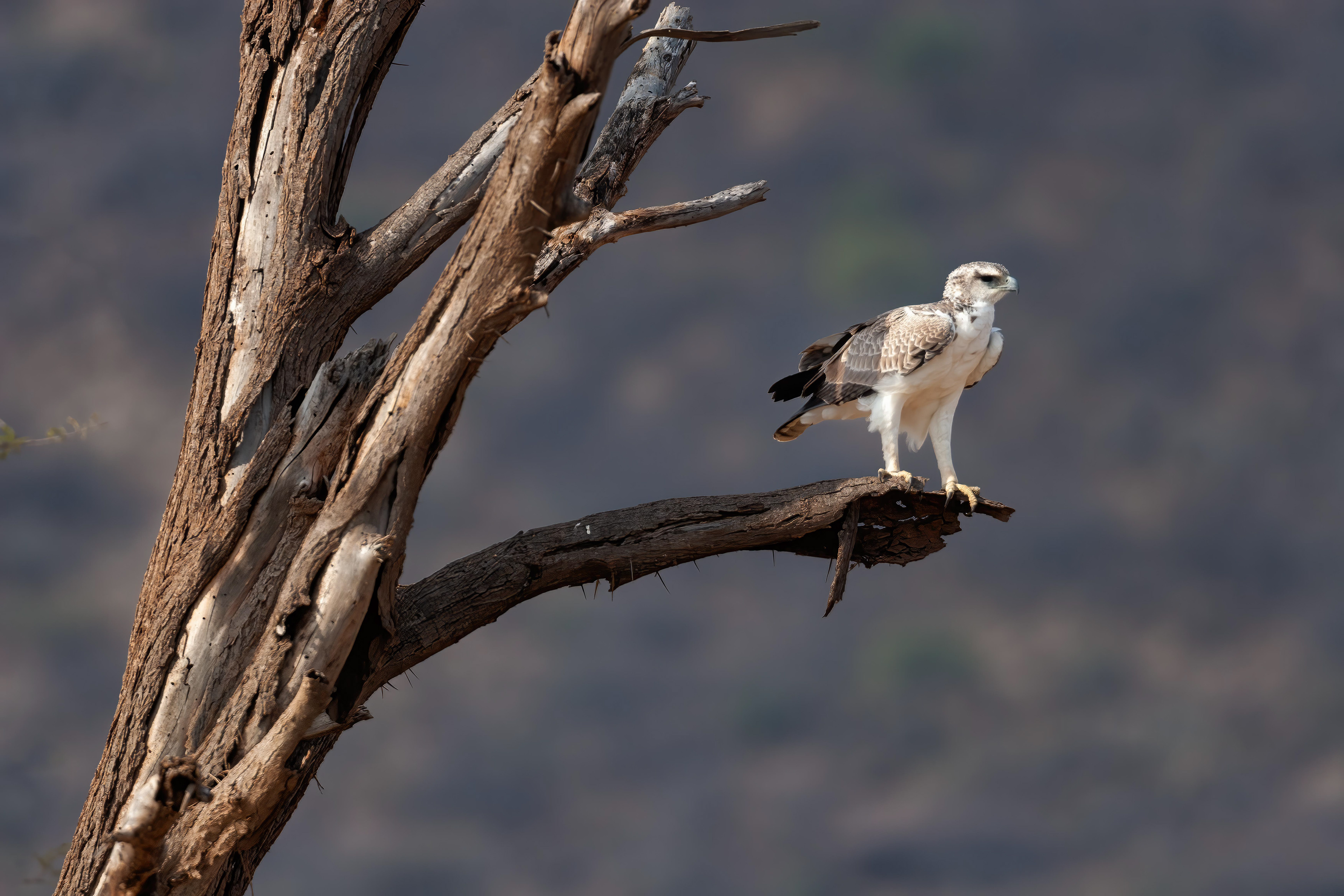 Marshall Eagle - Samburu, Kenya