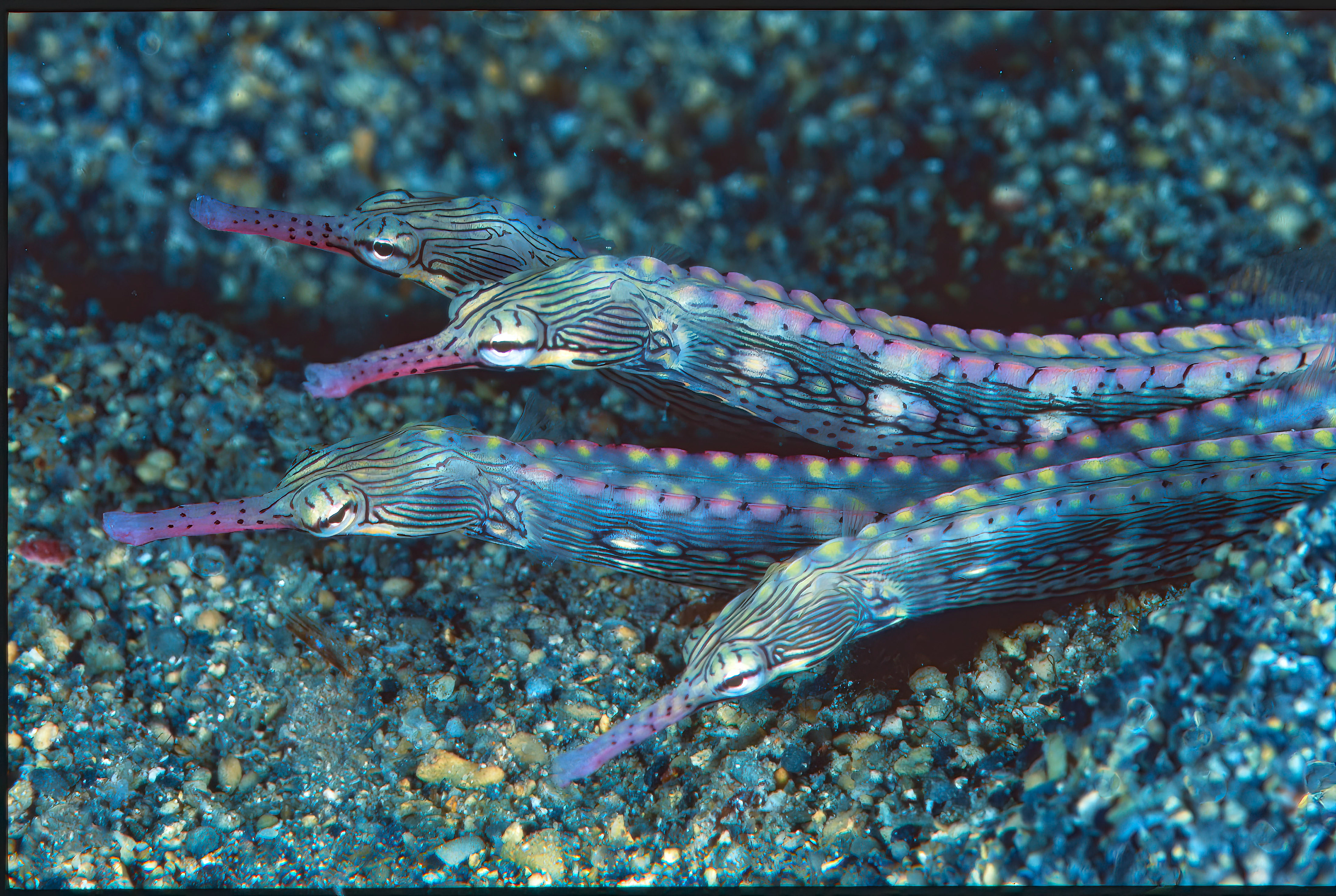 Pipefish family - Papua New Guinea