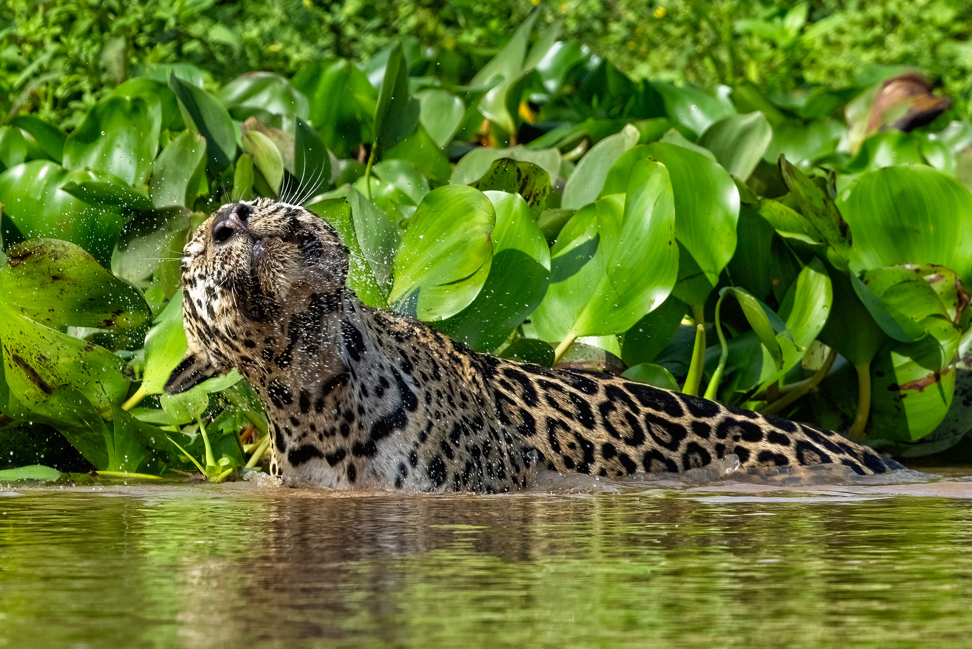 Male Jaguar shaking off after swimming