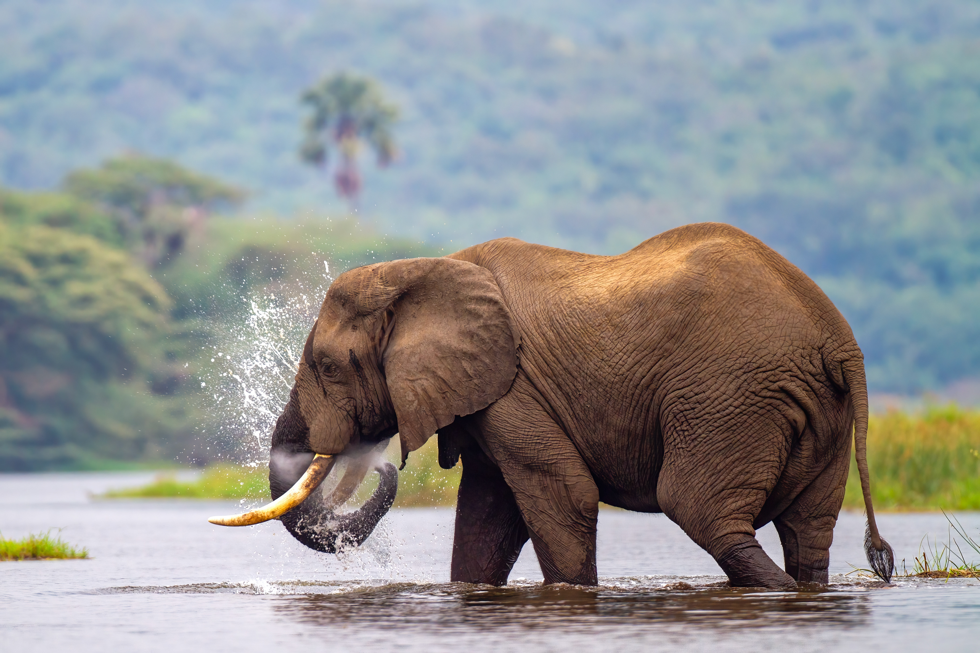 Bull Elephant crossing the Nile River near Murchison Falls - Uganda