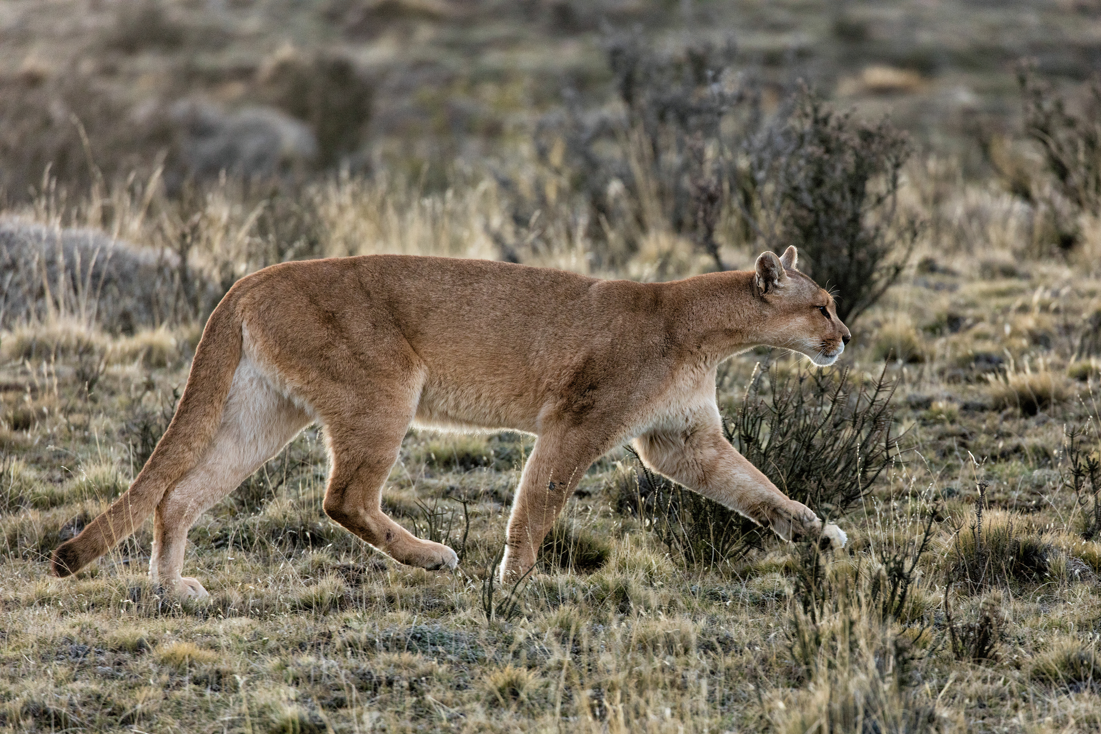 Female Puma - Patagonia