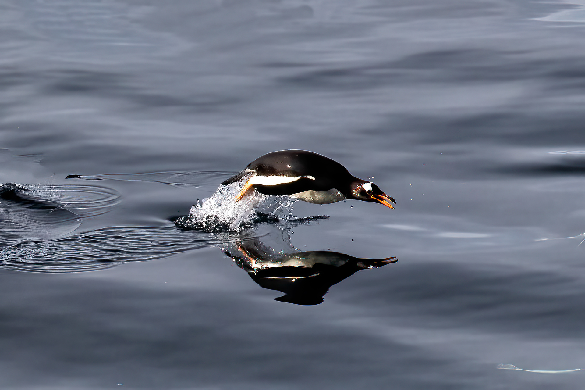 Gentoo Penguin - Falklands - RM