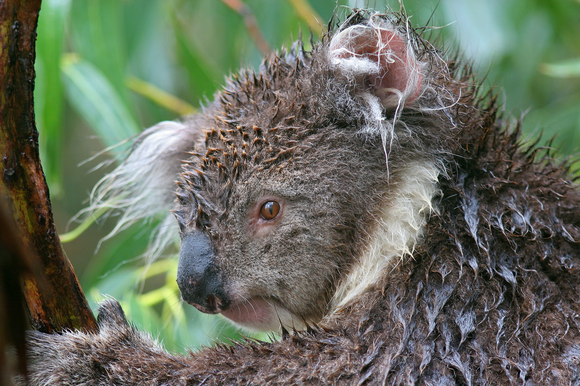 Koala after a rainstorm on Kangaroo Island