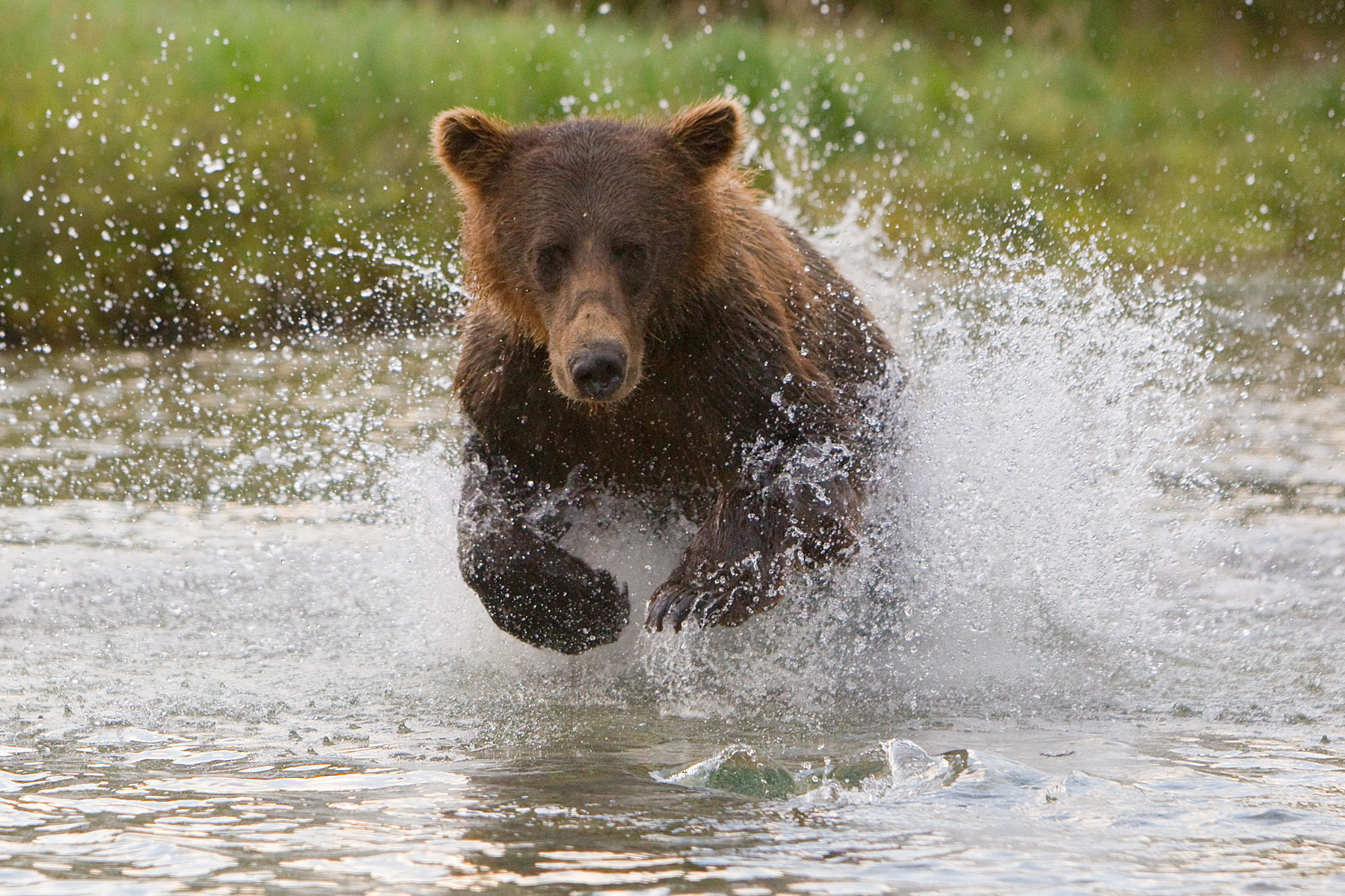 Grizzly Bear chasing Salmon - Katmai Alaska