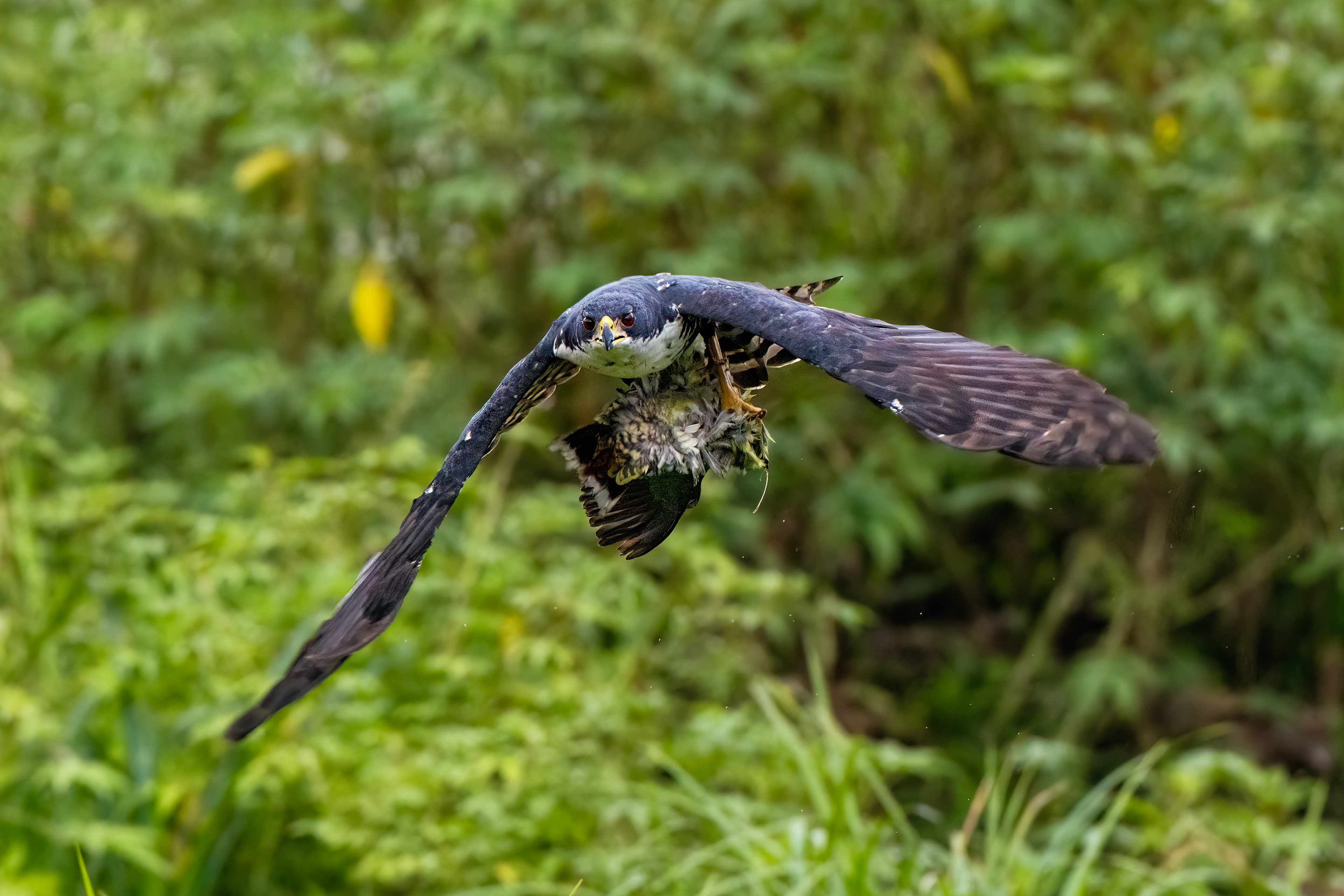 Black Goshawk carrying African Green Pigeon in Capitale Bai - Odzala, Republic of Congo