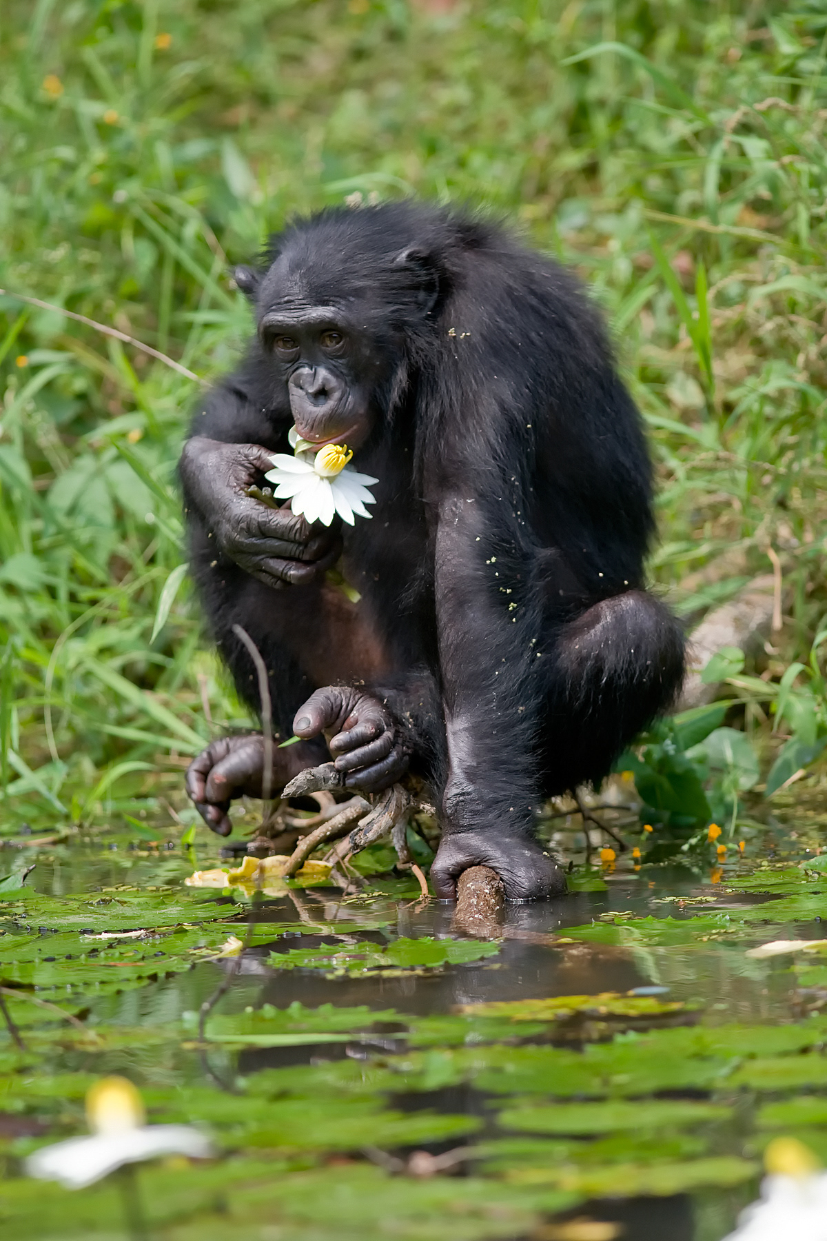 Bonobo at Special Bonobo Sanctuary, DRC