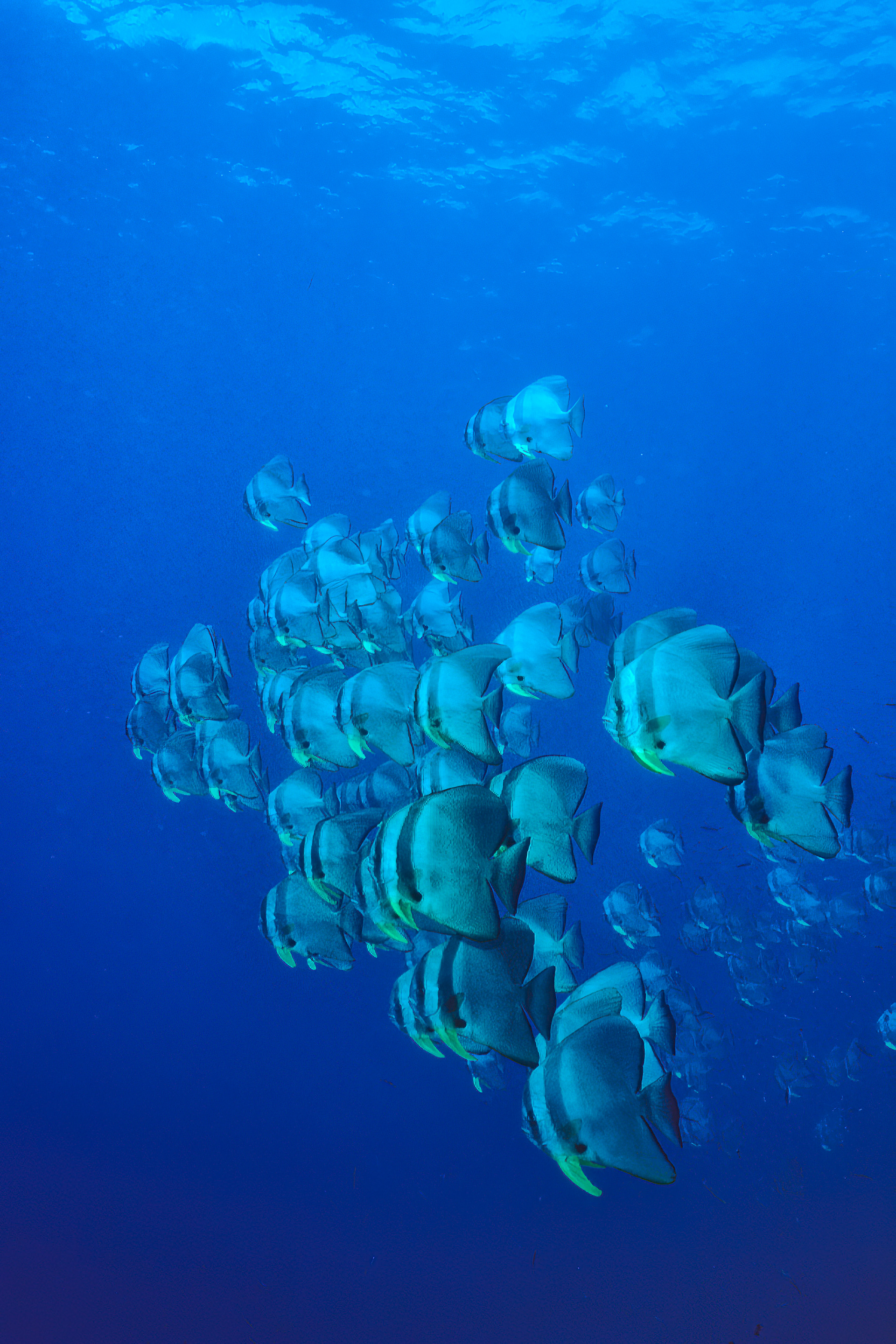Batfish school - Papua New Guinea