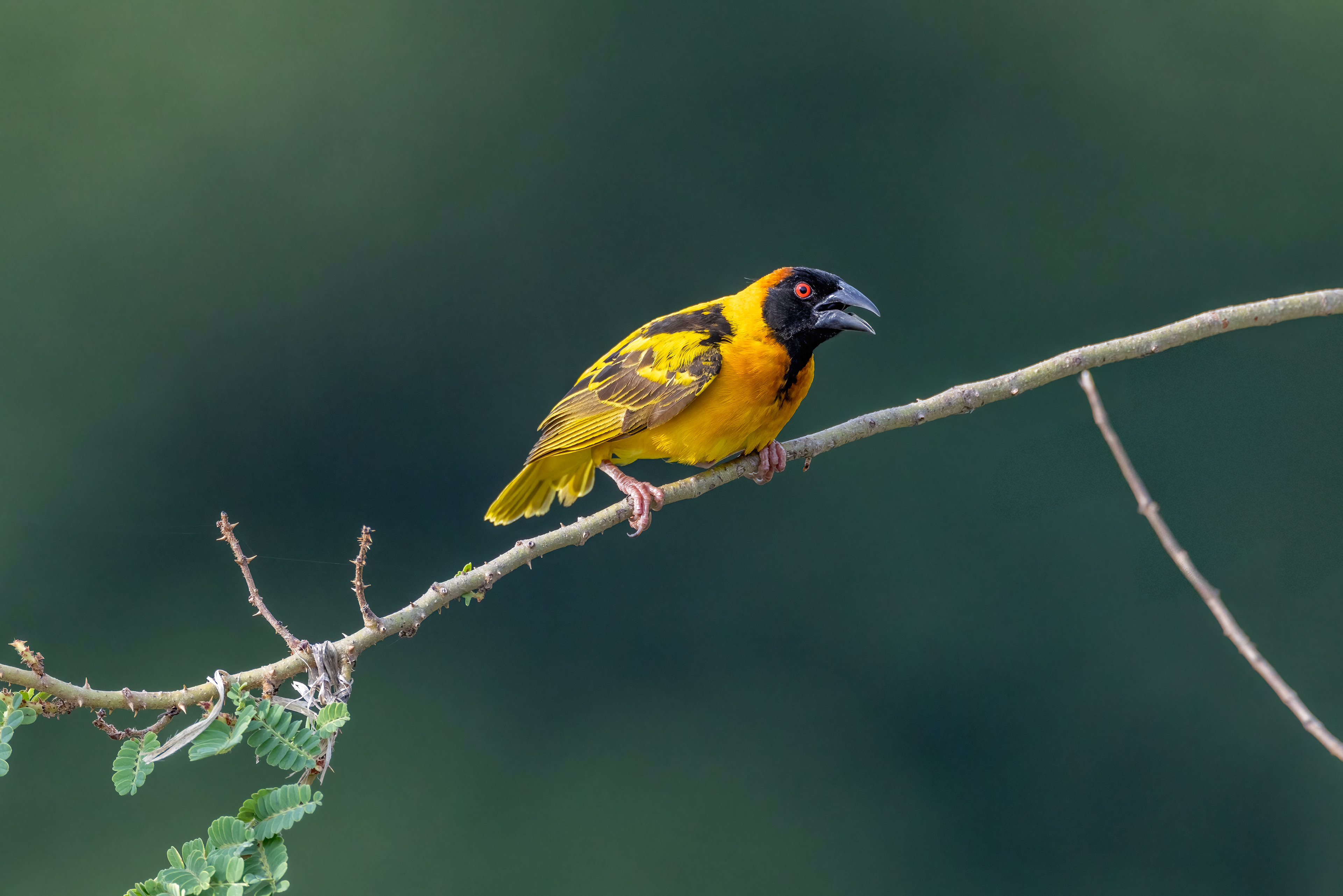 Black-headed Weaver - Murchison falls National Park, Uganda