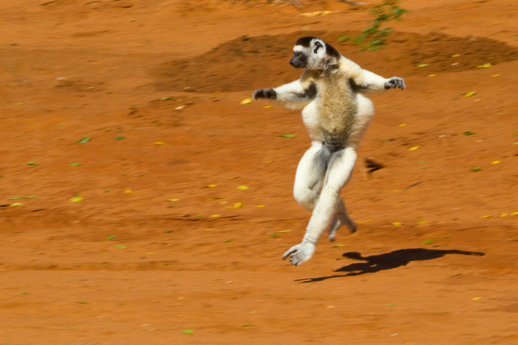 Verreaux's Sifaka - Berenty