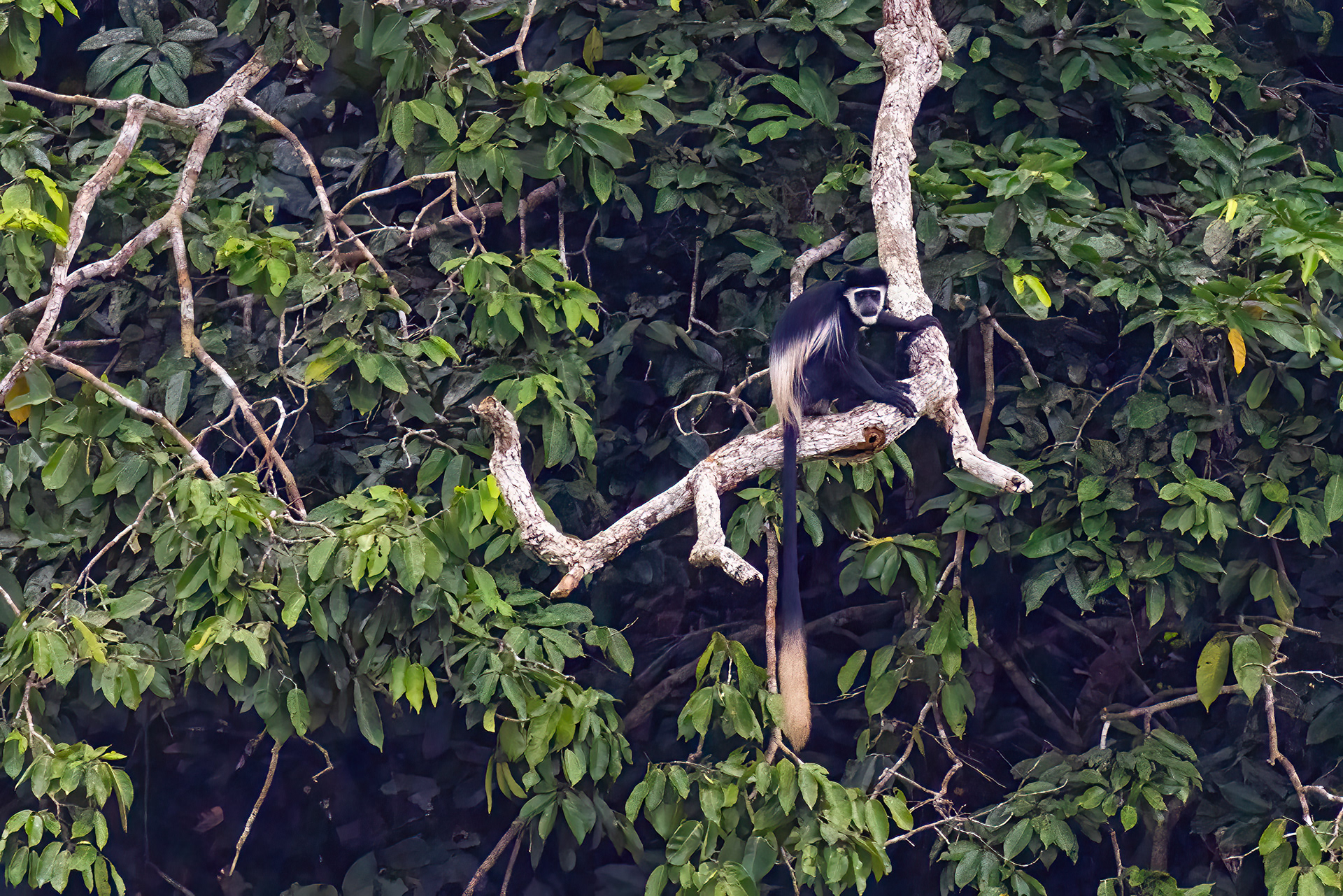 Black & White Colobus Monkey - Odzala, Republic of Congo