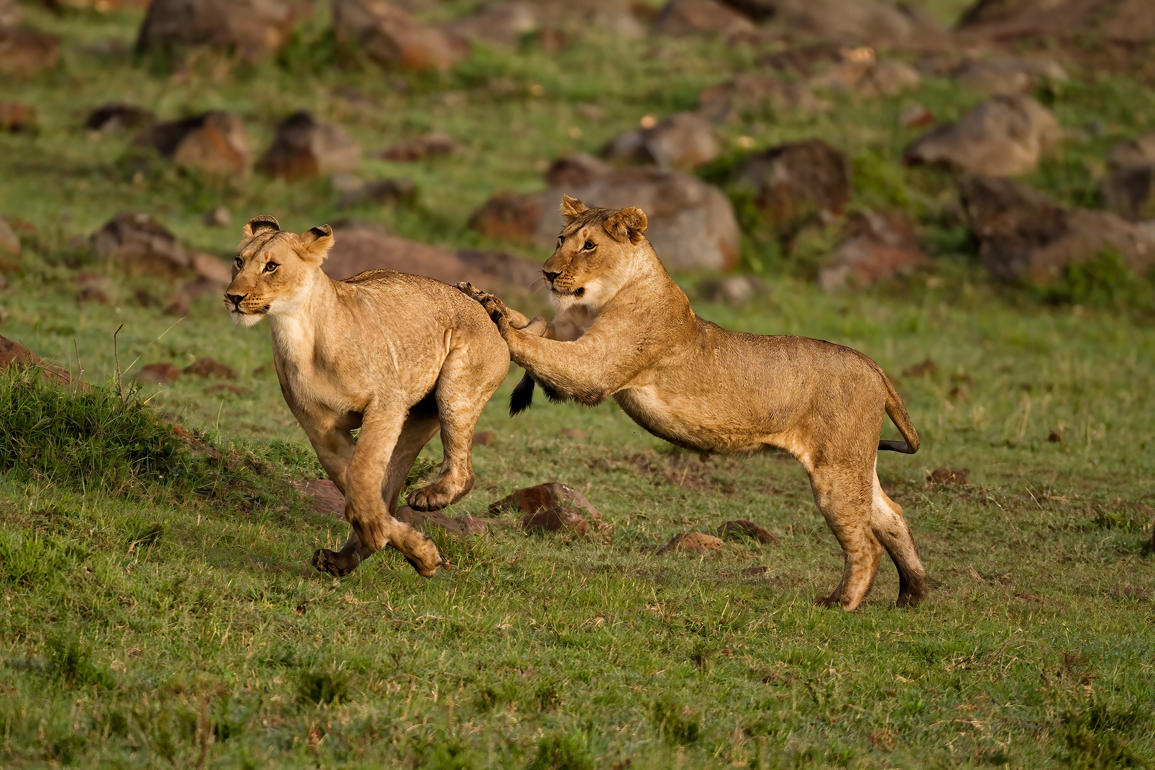 Young Lions play-fighting - Masai Mara