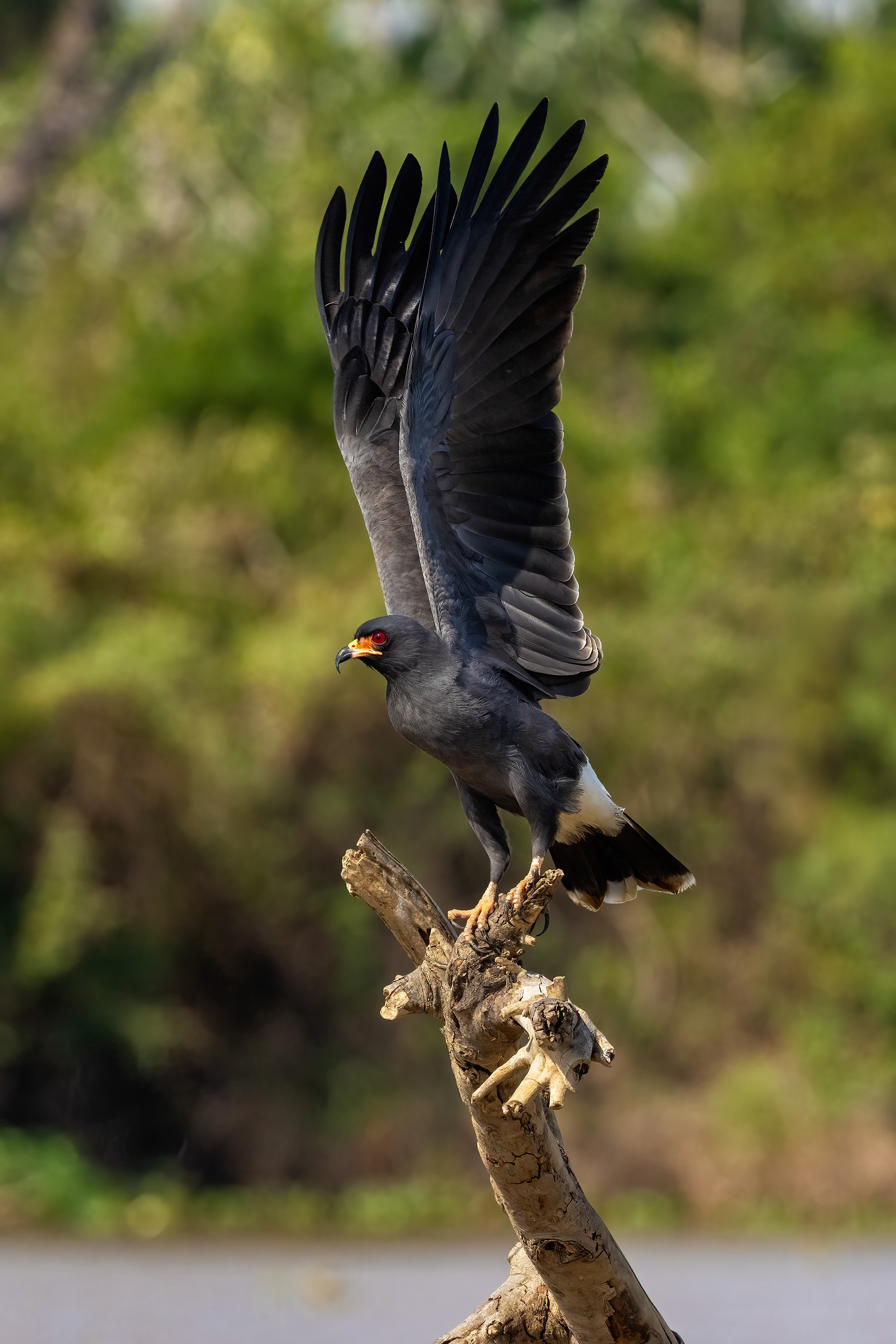 Snail Hawk