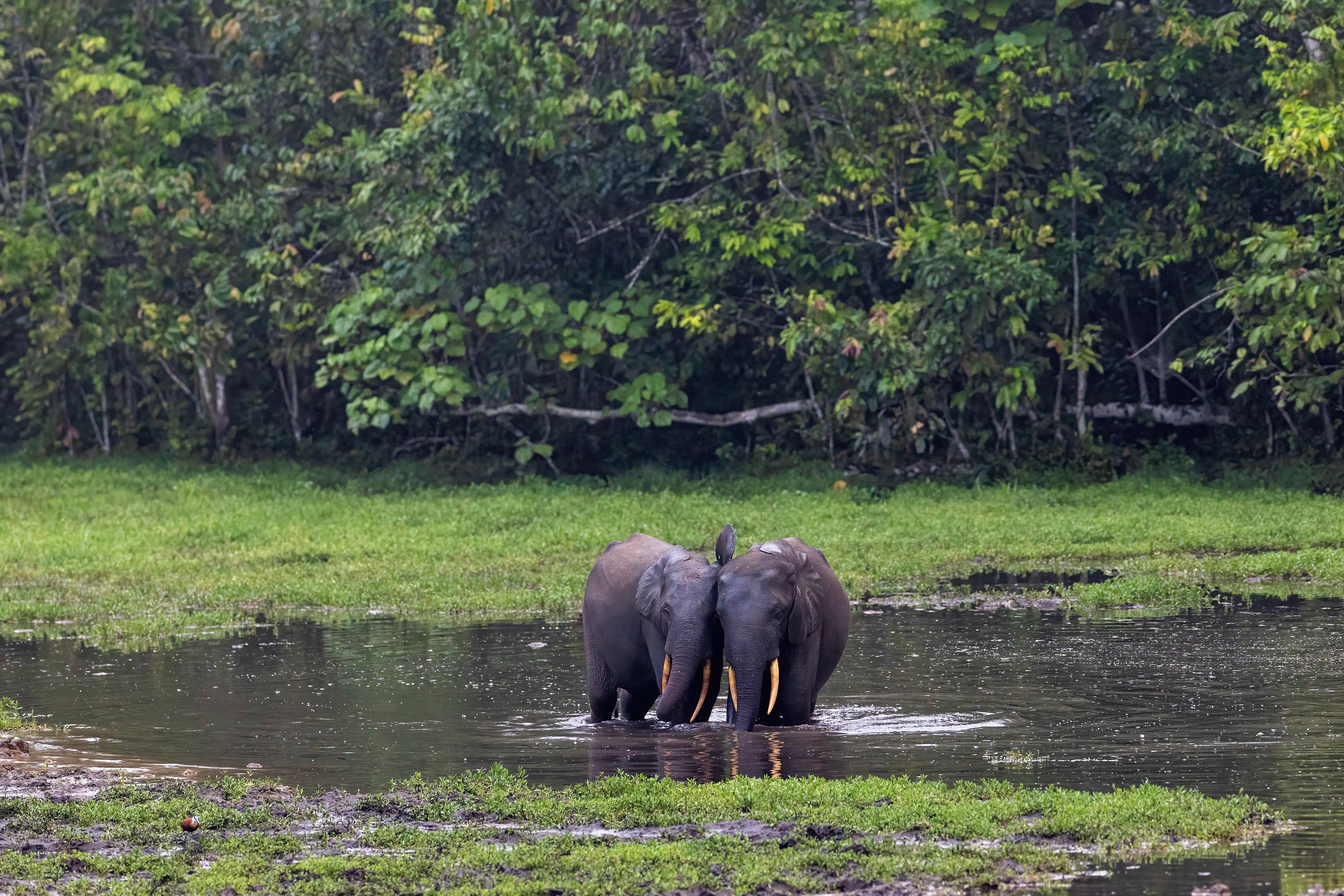 Forest Elephants - Odzala, Republic of Congo