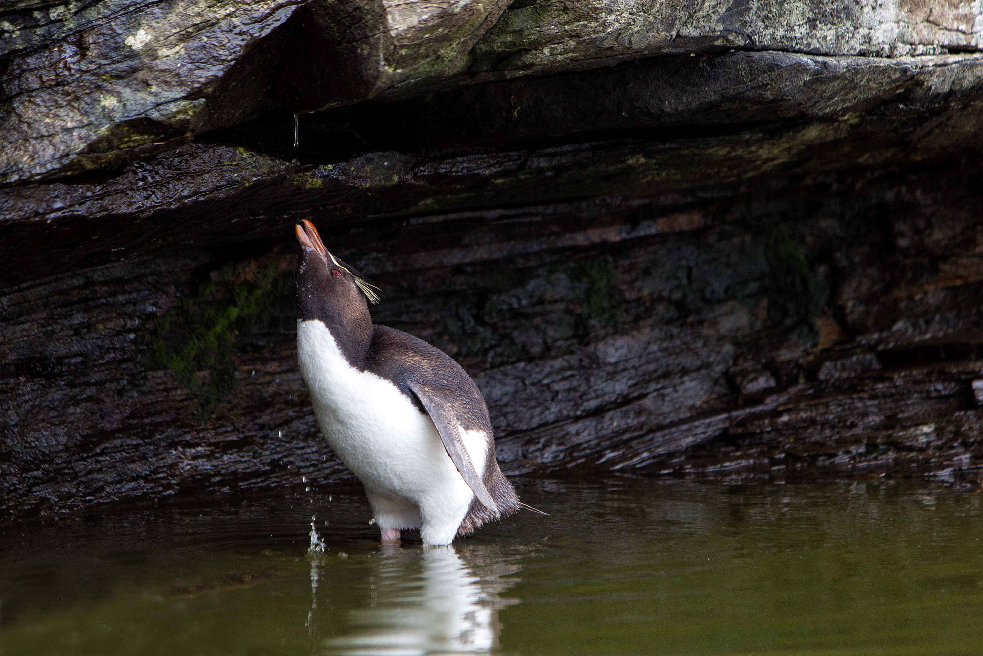 A Rockhopper Penguin enjoying a small fresh water shower - Falklands