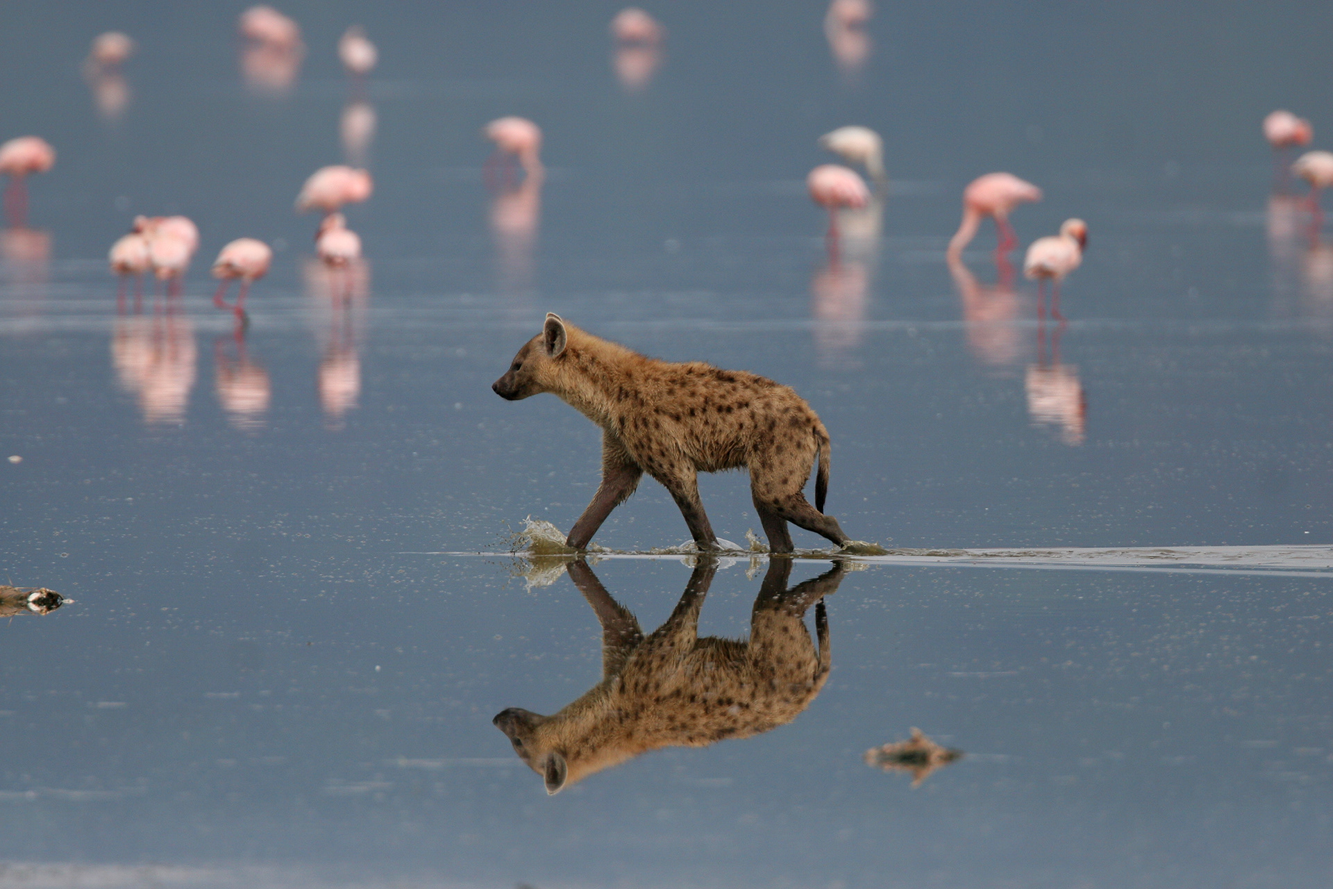 Spotted Hyena patrolling the shallows - Nakuru