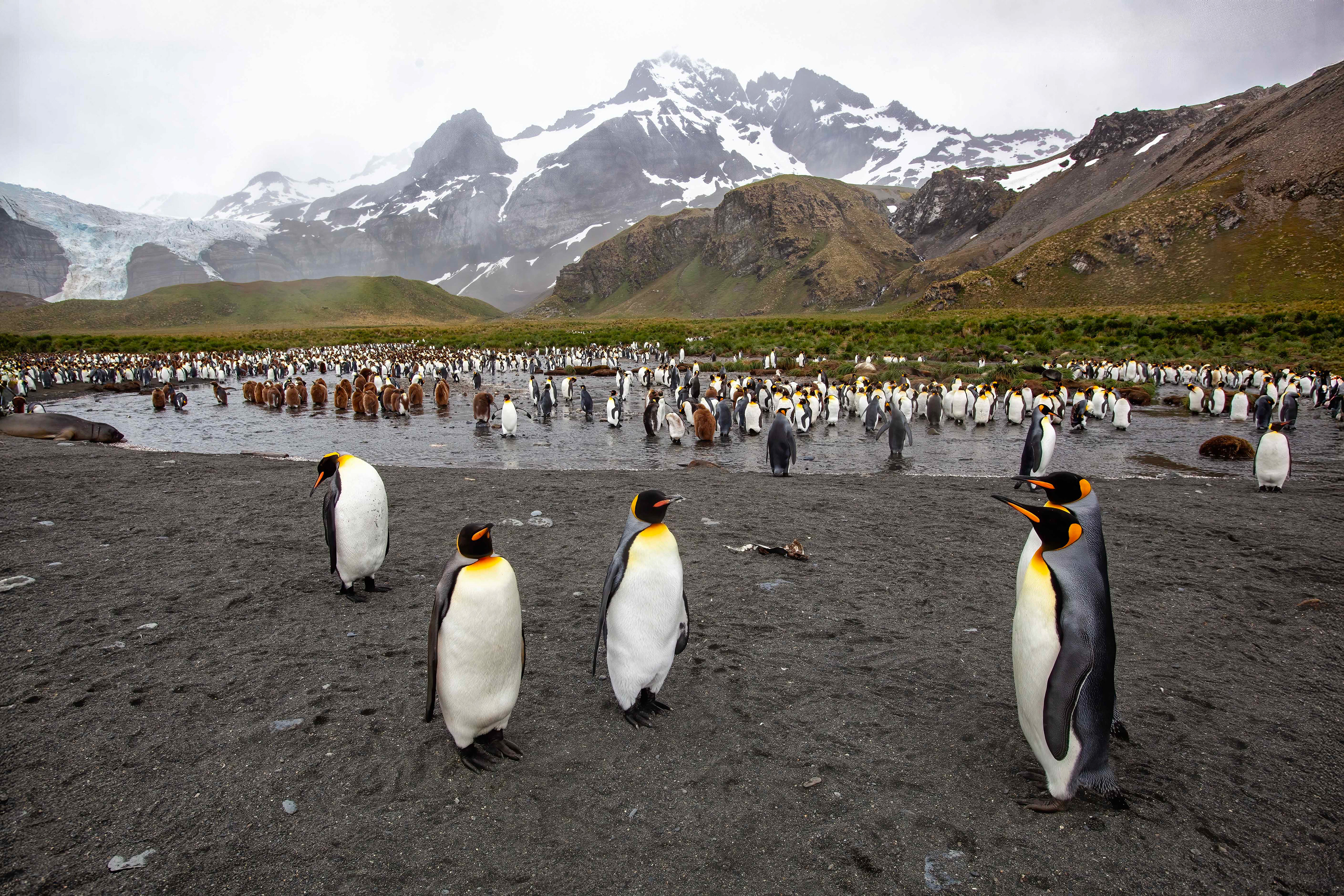 King Penguin colony - Gold Harbour, South Georgia