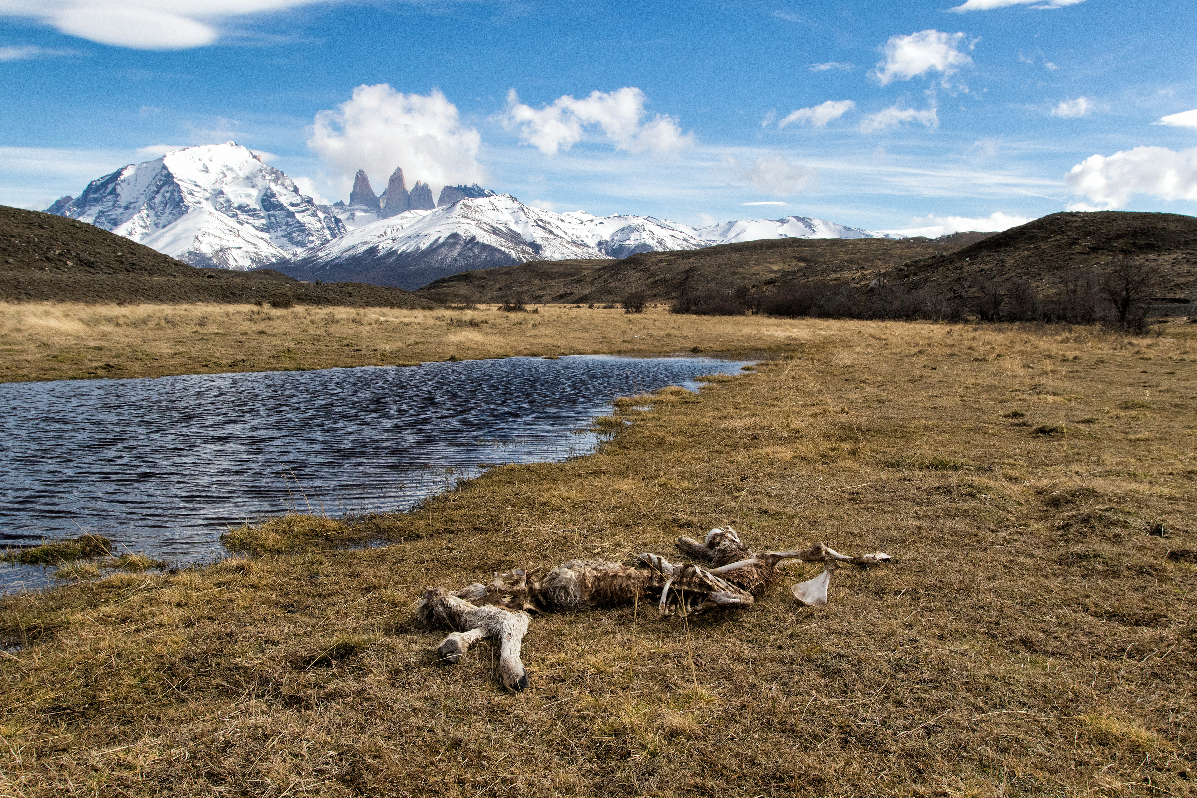 Guanaco Carcass with Torres del Paine in the distance - Patagonia - RM