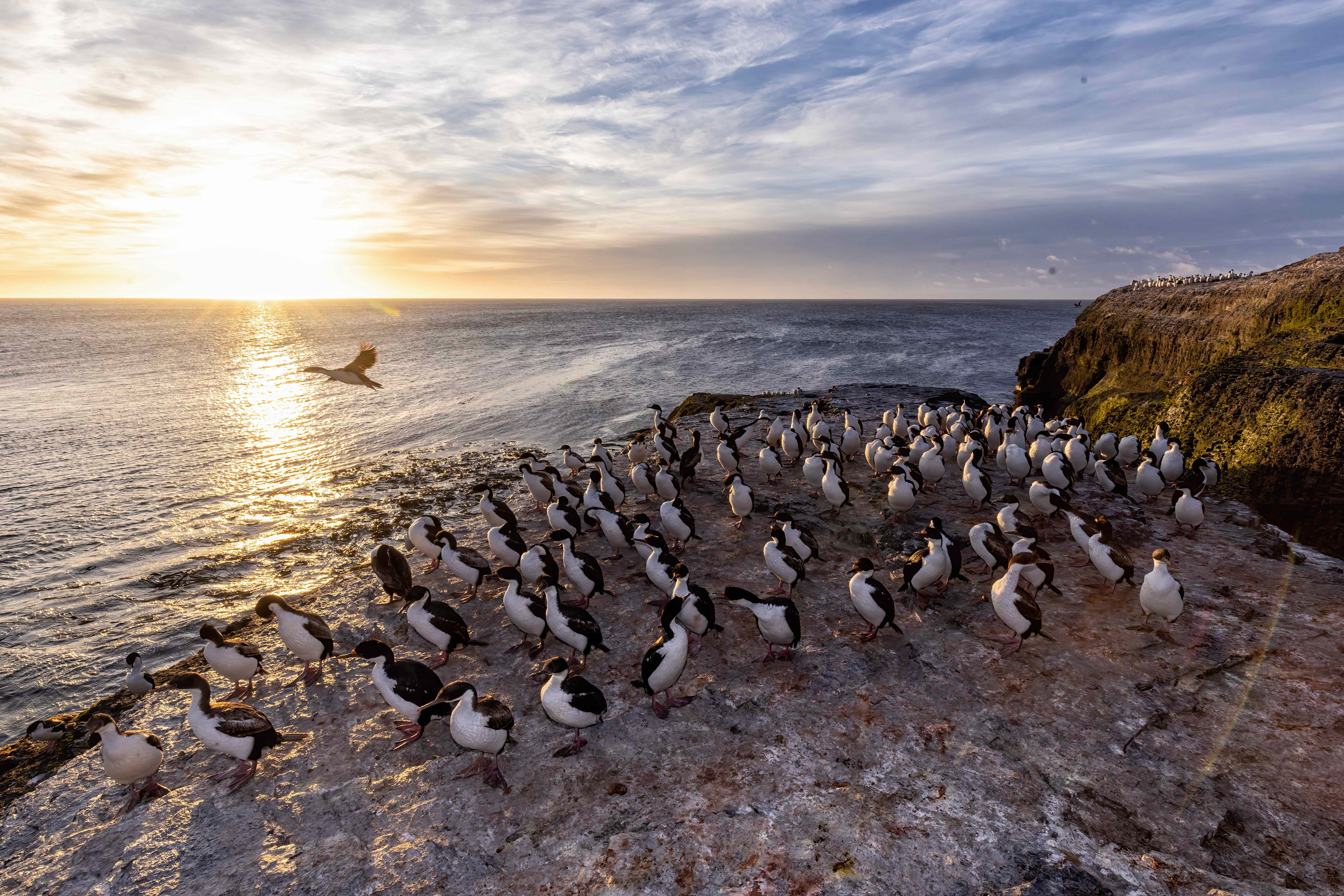 King Cormorants at sunrise on Bleaker island - Falklands