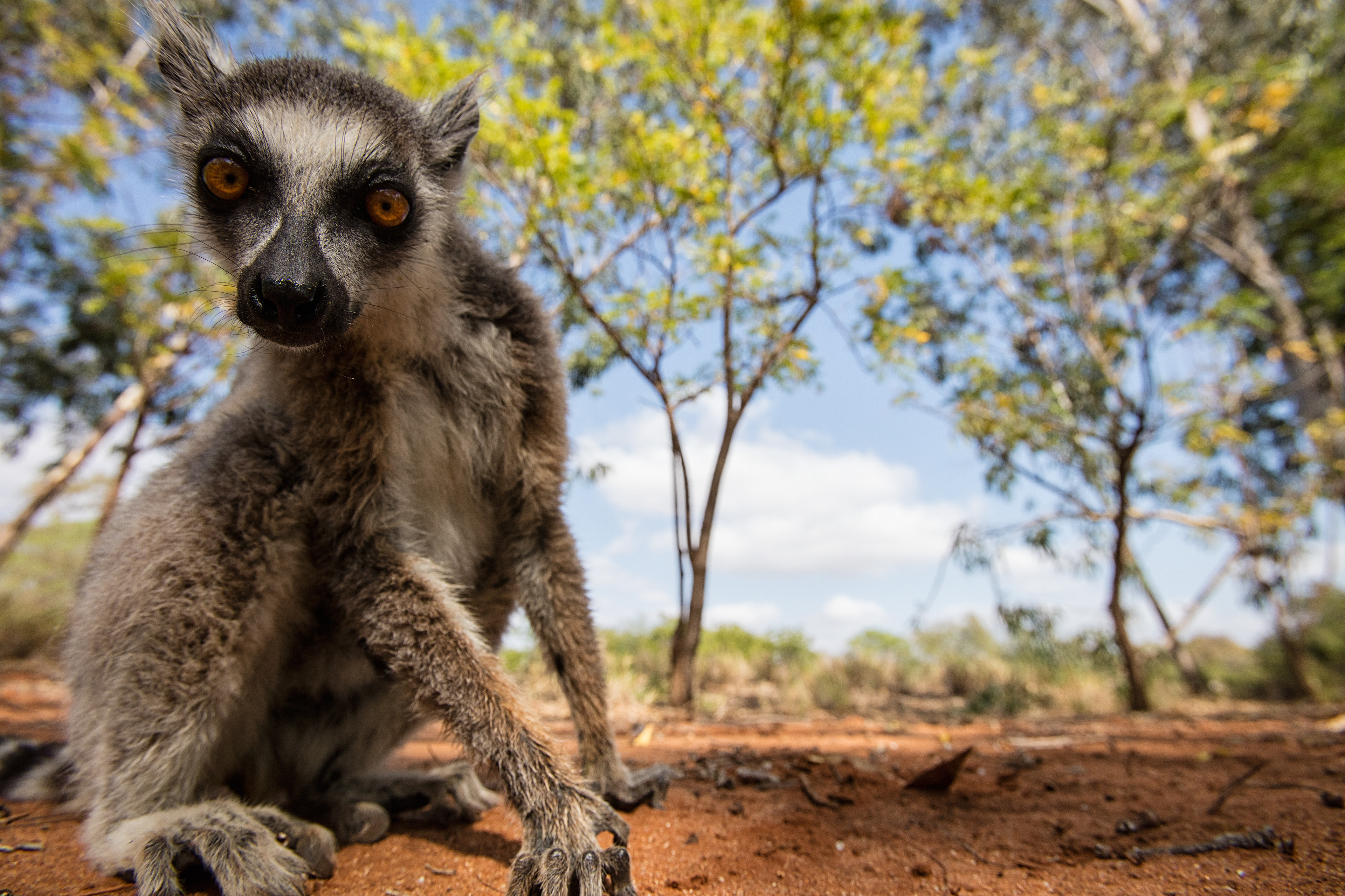 Curious Ring-tailed lemur - Berenty