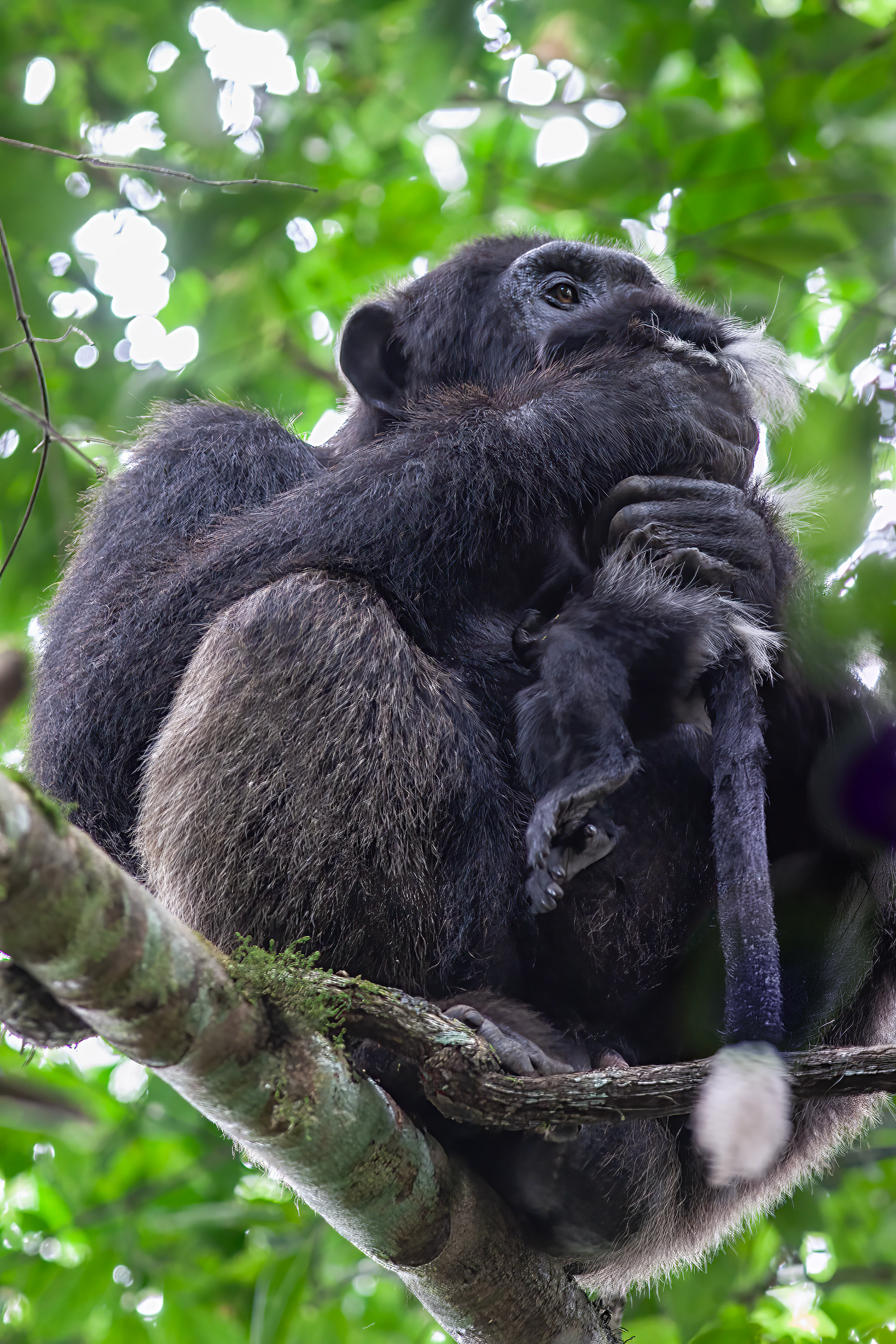 Chimpanzee eating a Black & White Colobus Monkey - Uganda - RM