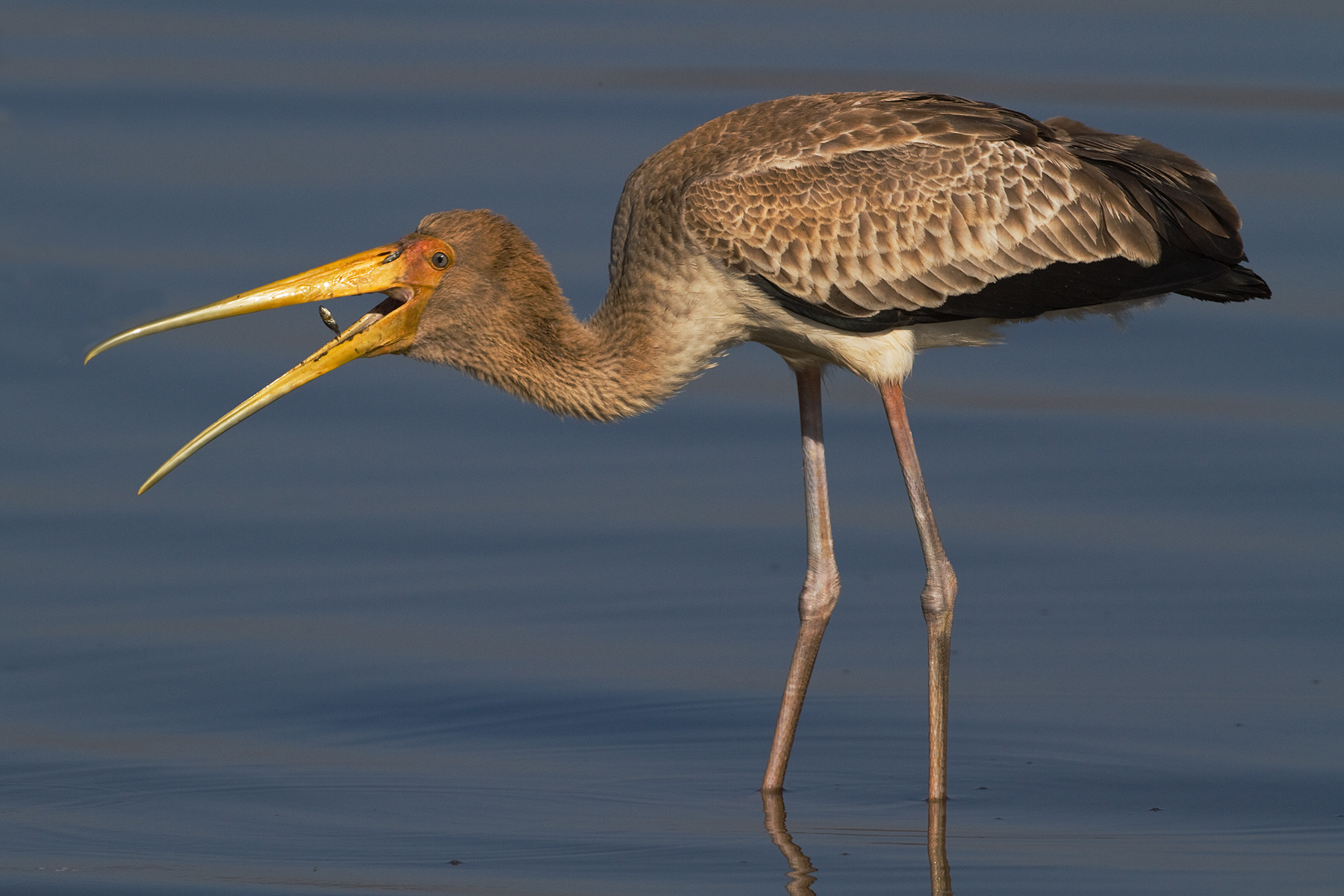 Juvenile Yellow-billed Stork - Nakuru