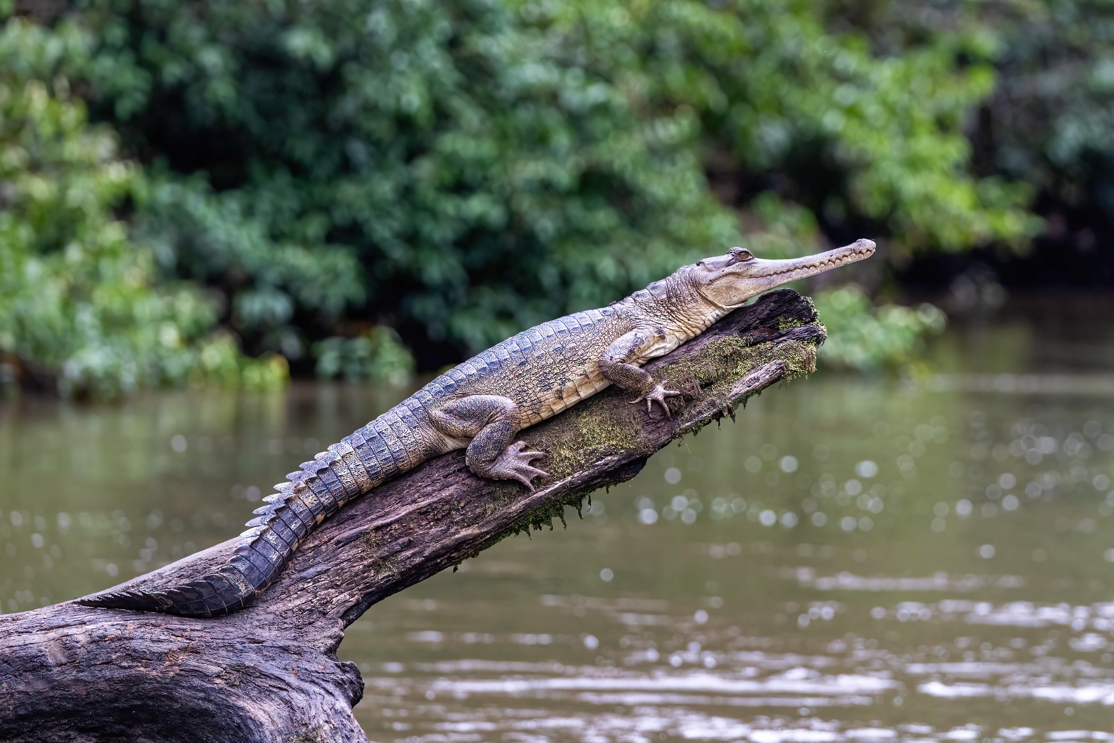 Slender-snout Crocodile on the Mambili River - Odzala, Republic of Congo-RM